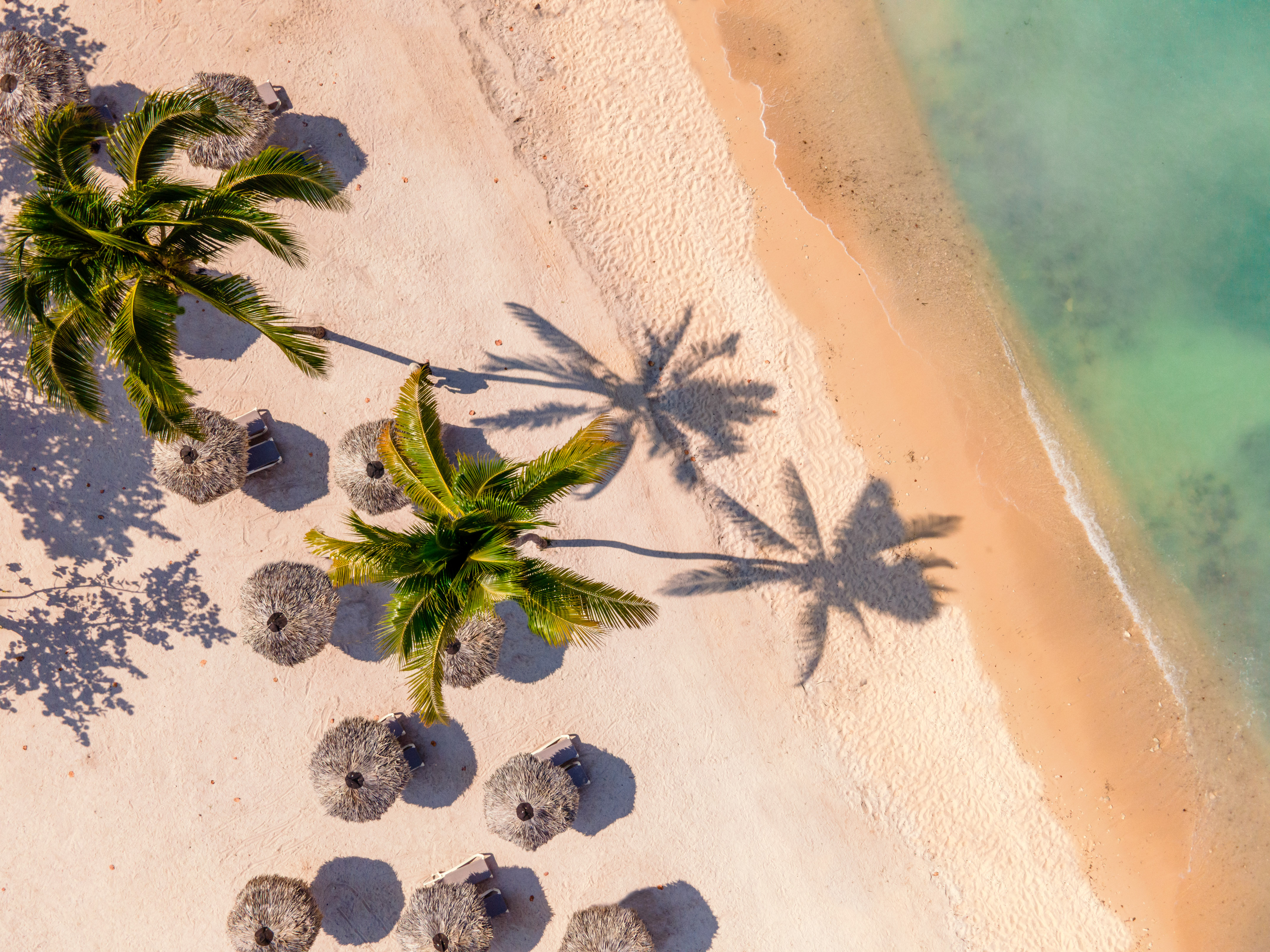a beach with palm trees and umbrellas