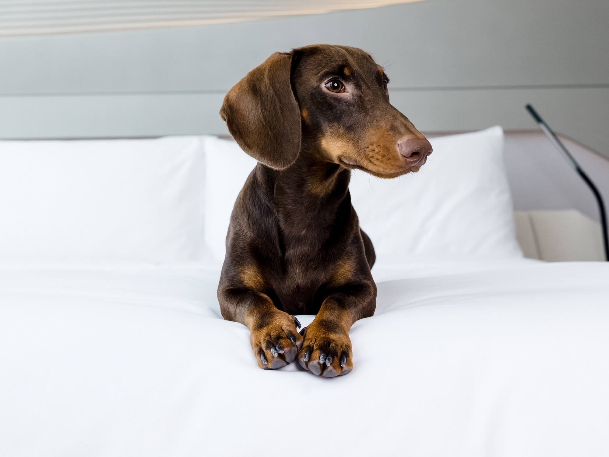a dog lying on a bed