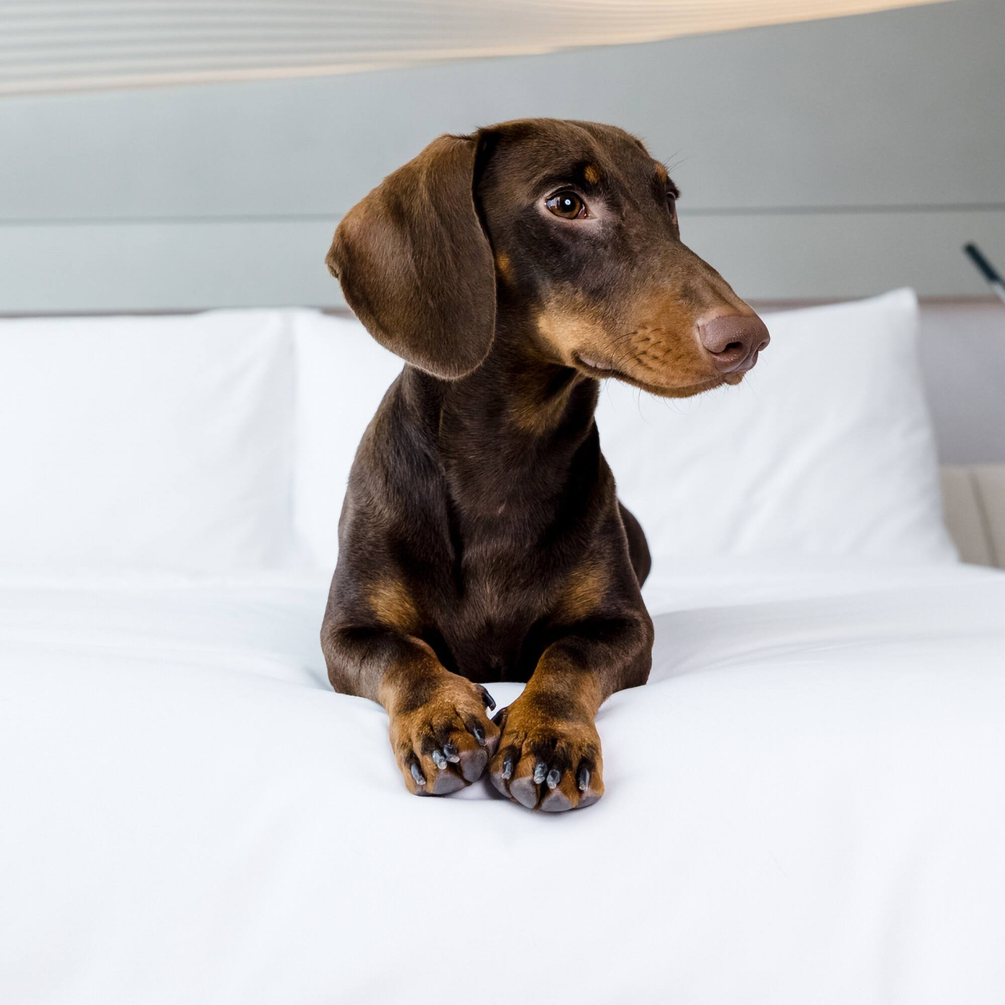 a dog lying on a bed