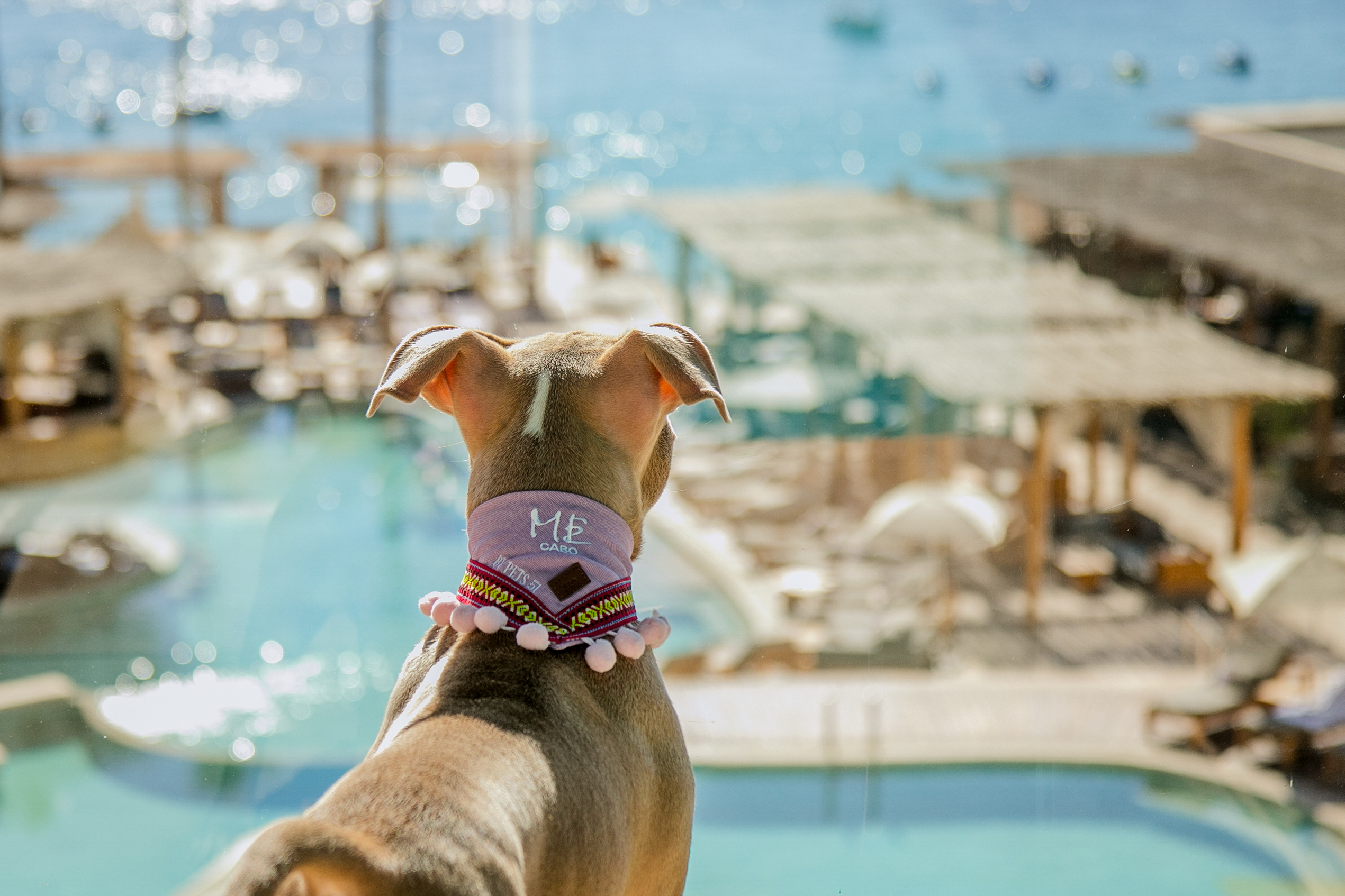 Puppy in pink Cabo bandana looking out at resort pool and ocean.