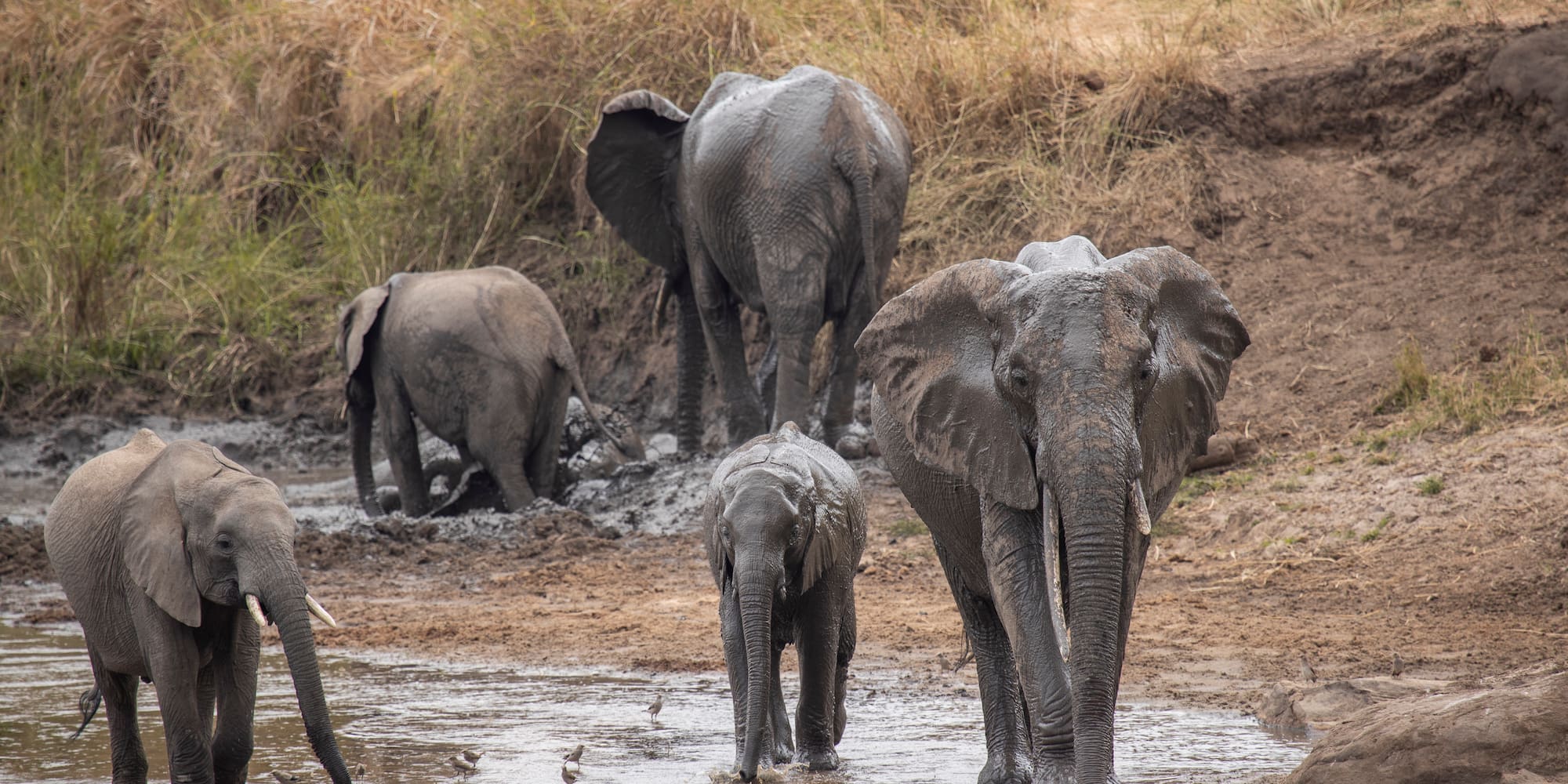 a group of elephants walking in a muddy river