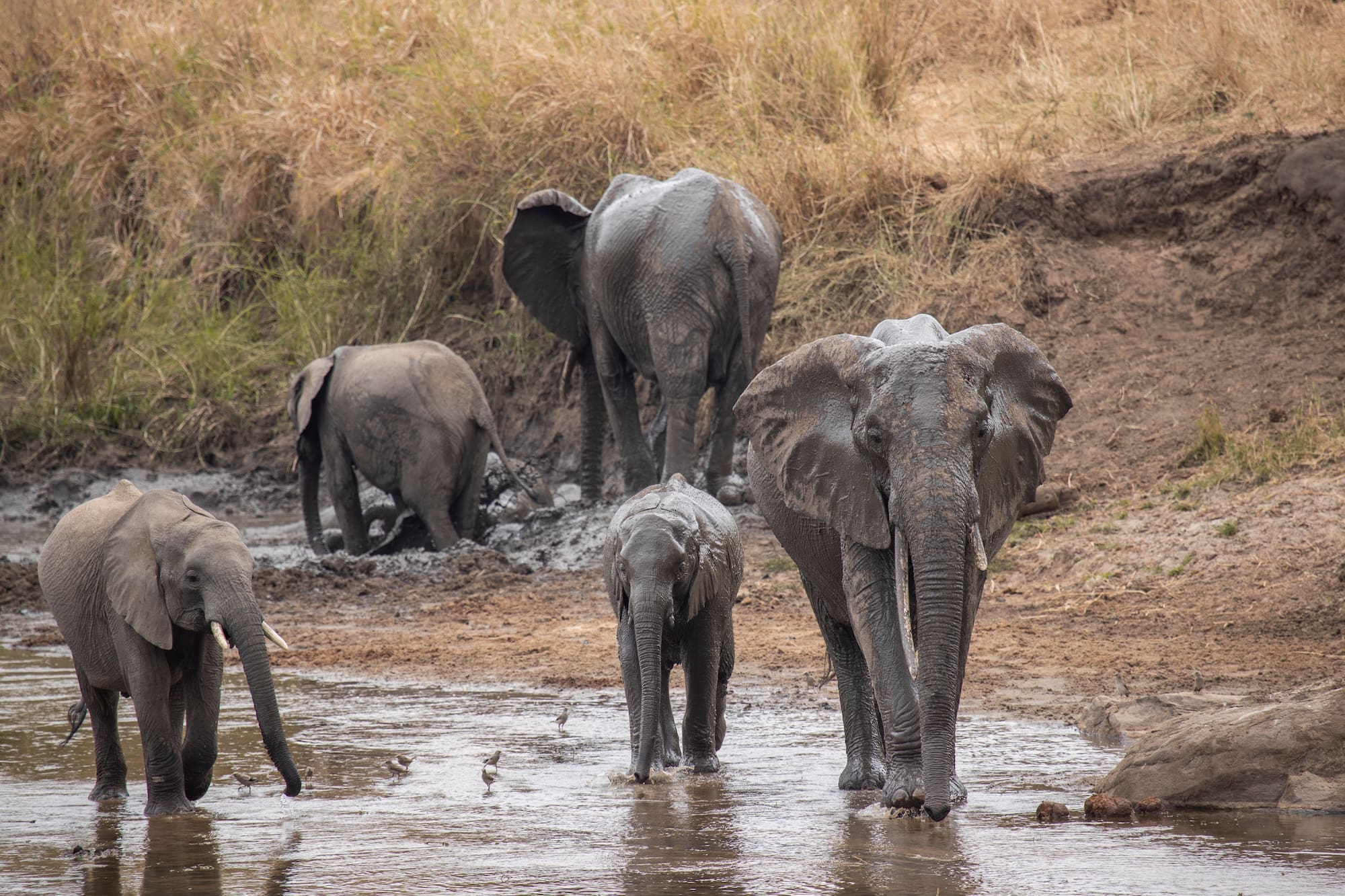 African elephant family, adults and calves, wading in muddy river water.