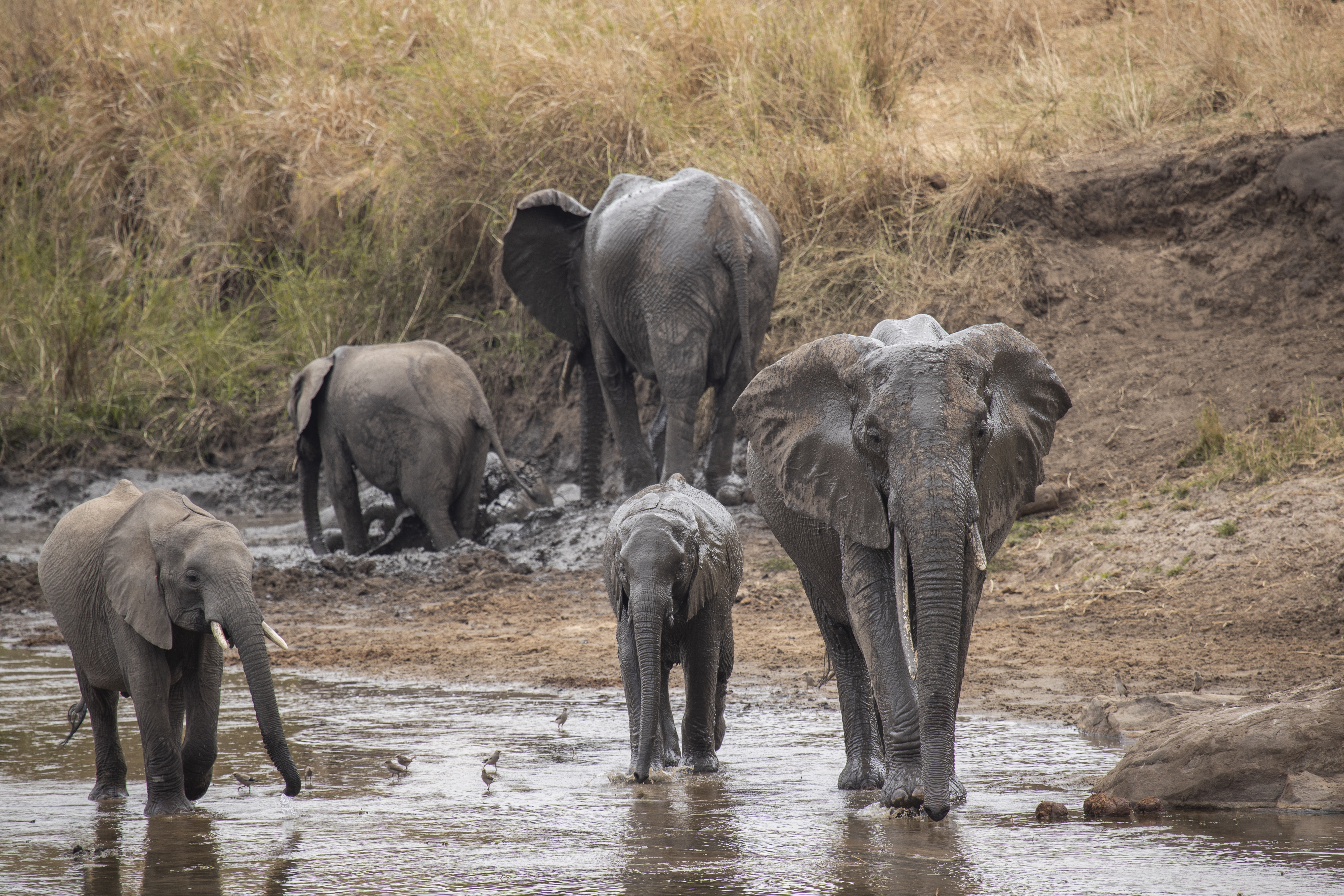 African elephant family, adults and calves, wading in muddy river water.