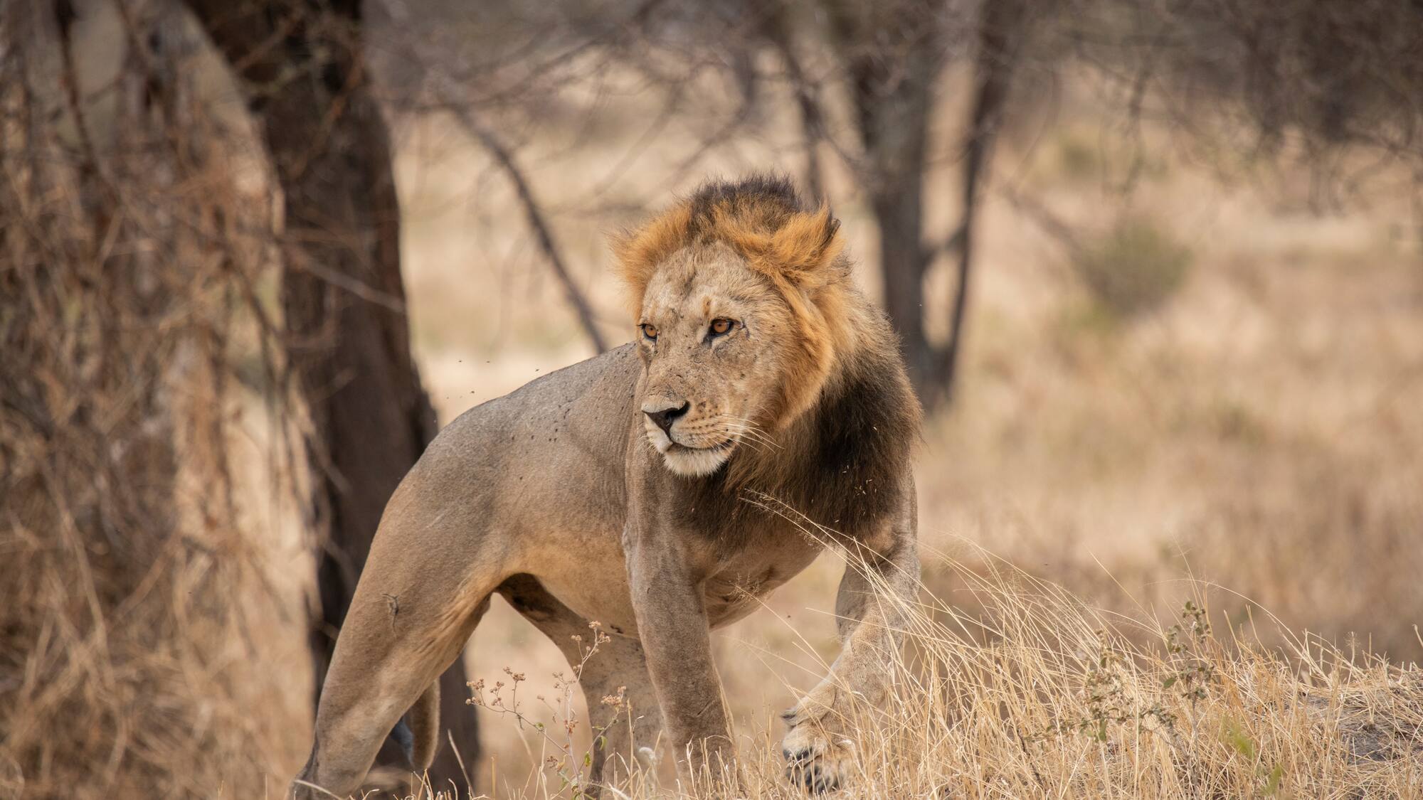 a lion standing in a field