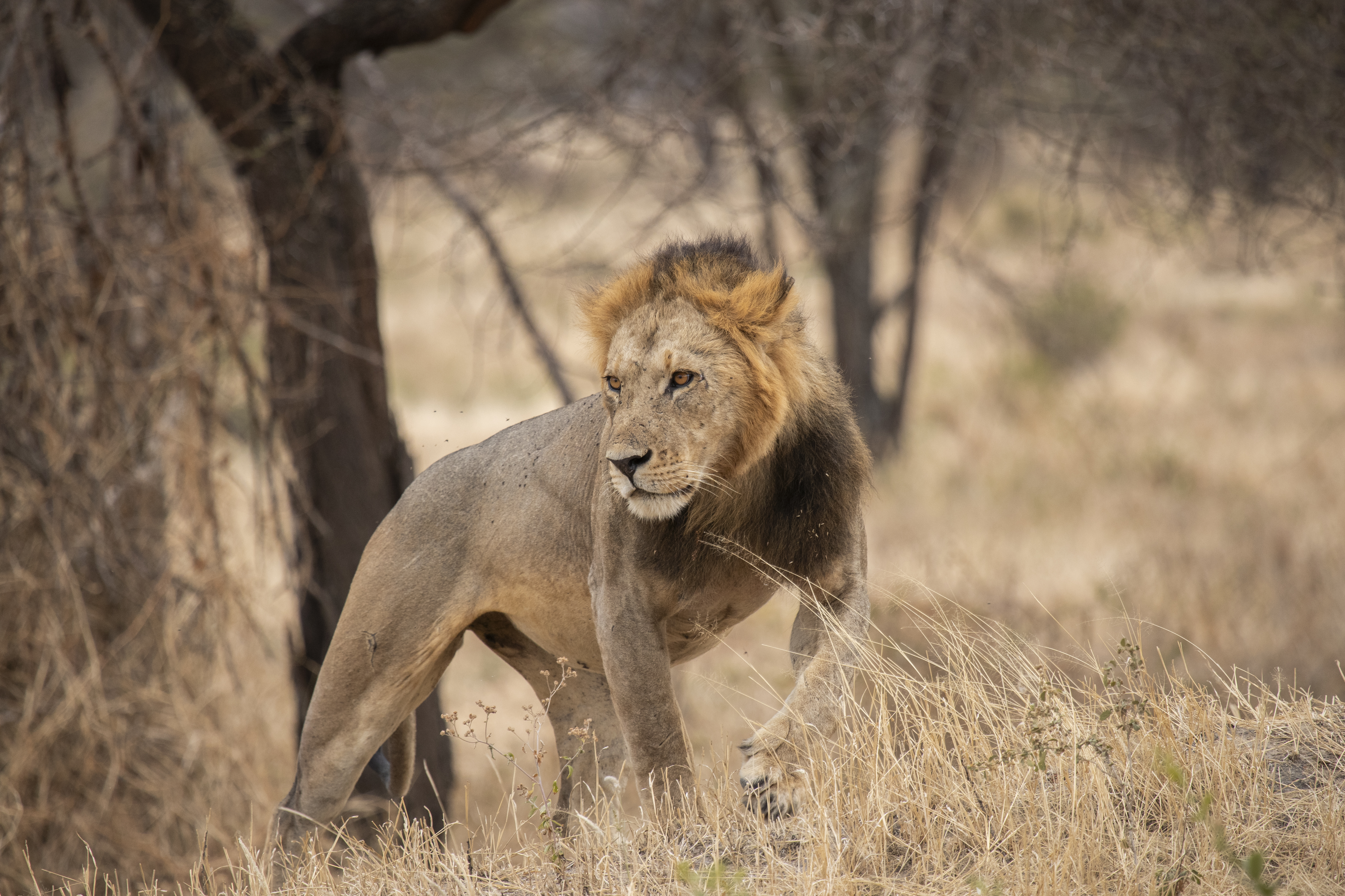 a lion standing in a field