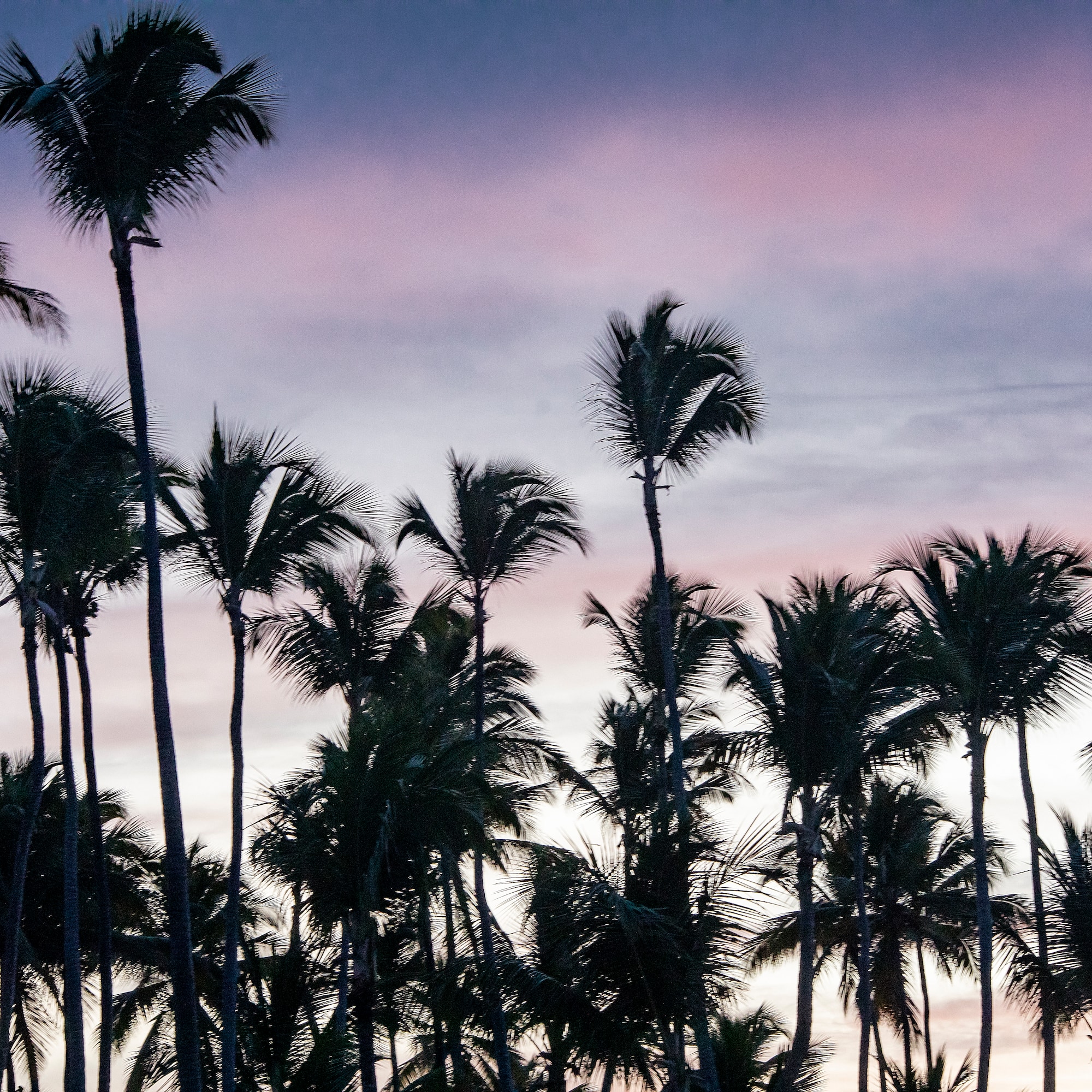 a group of palm trees at sunset