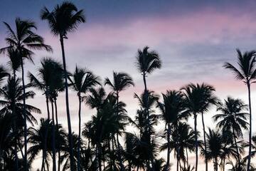 a group of palm trees at sunset