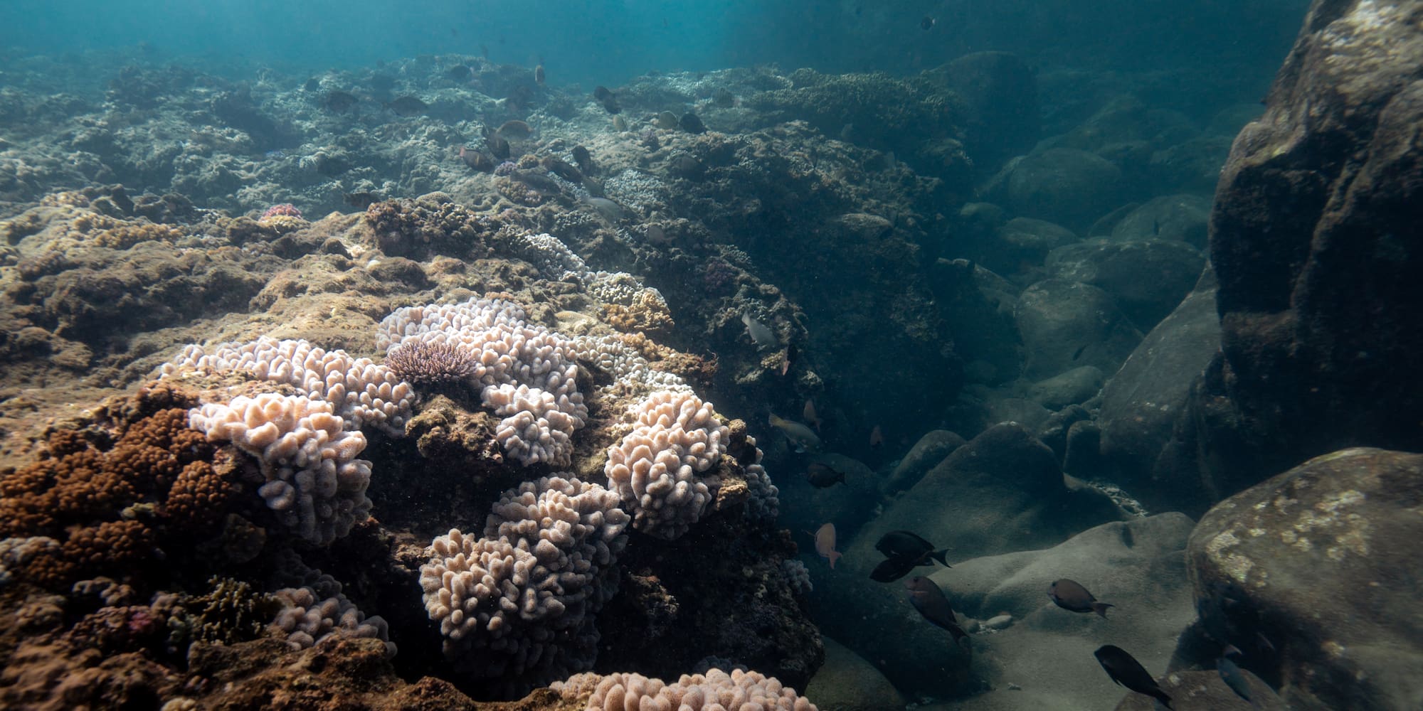fish swimming under the water