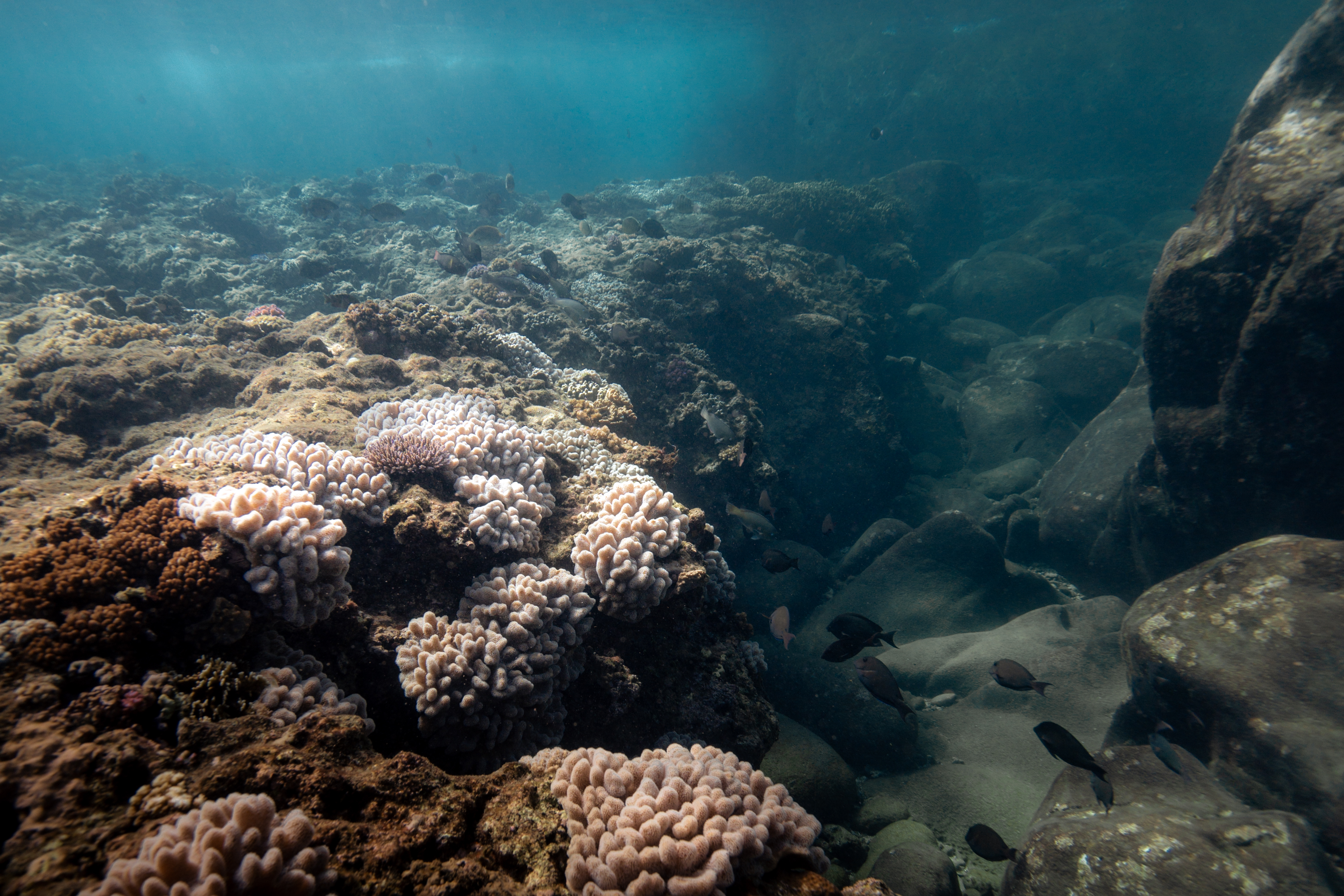 fish swimming under the water