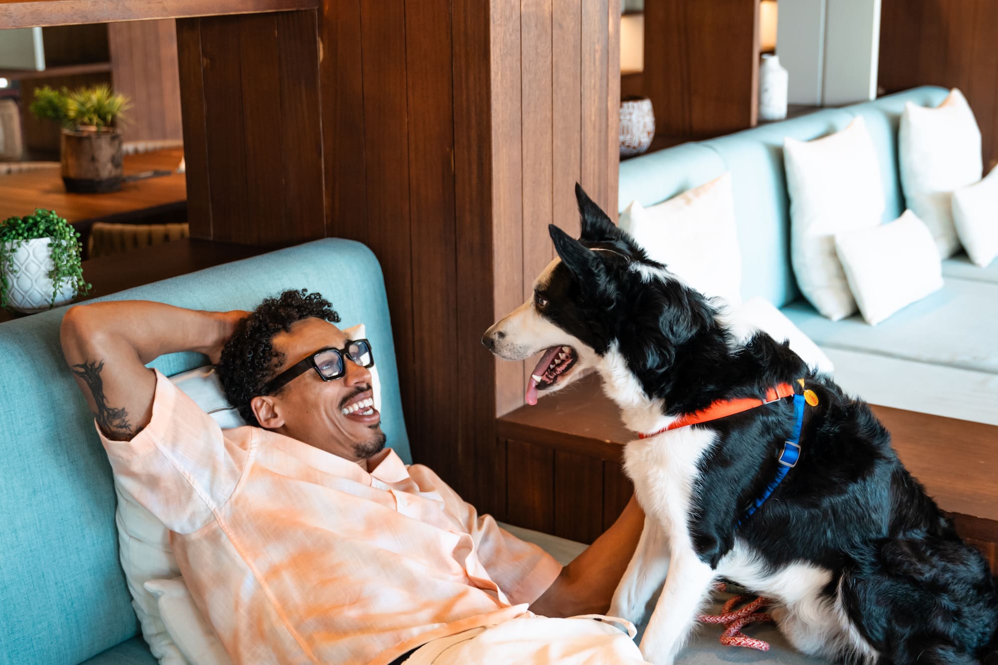 Man laughing with his Border Collie on a blue couch. Pet owner bonding.