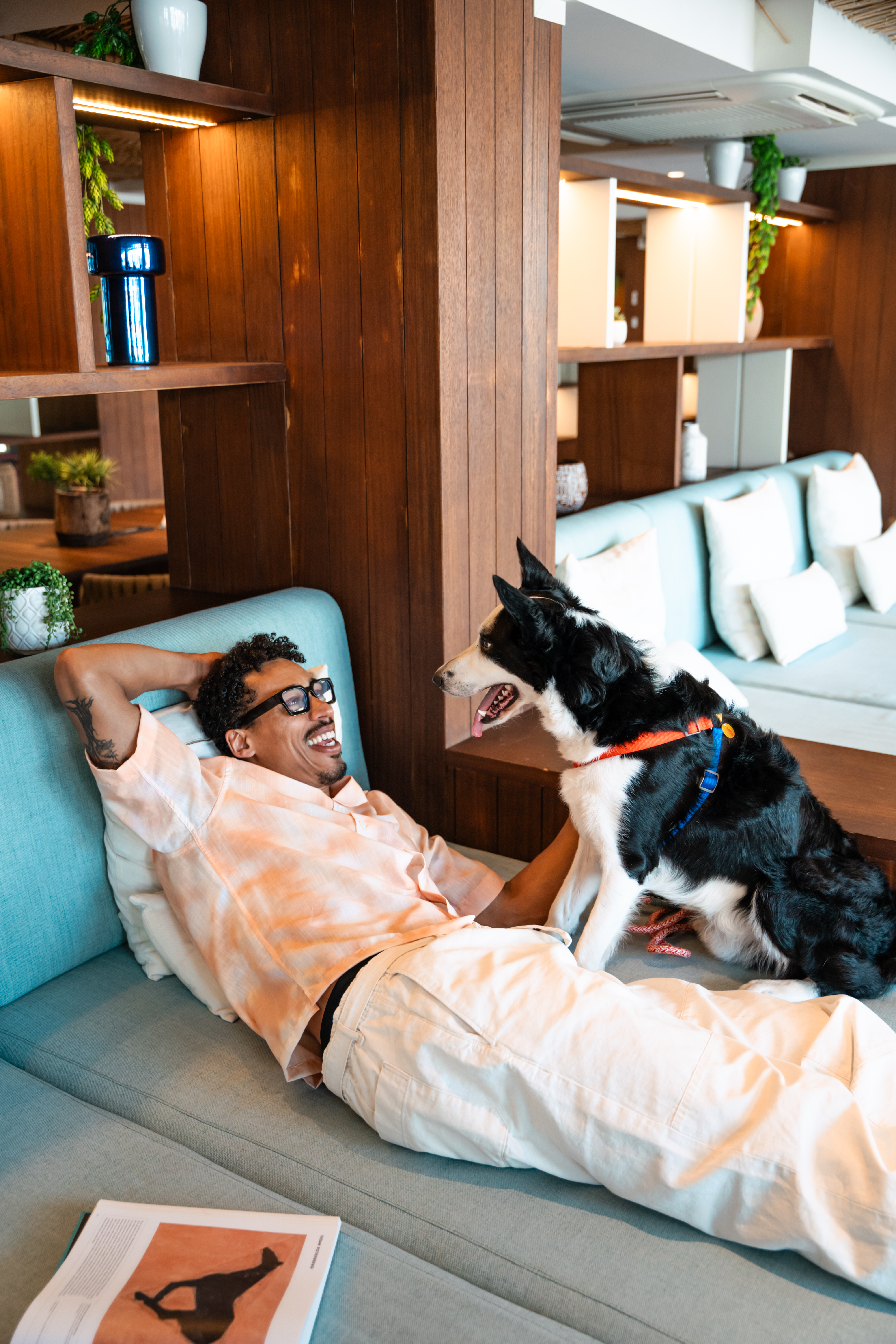 Man laughing with his Border Collie on a blue couch. Pet owner bonding.
