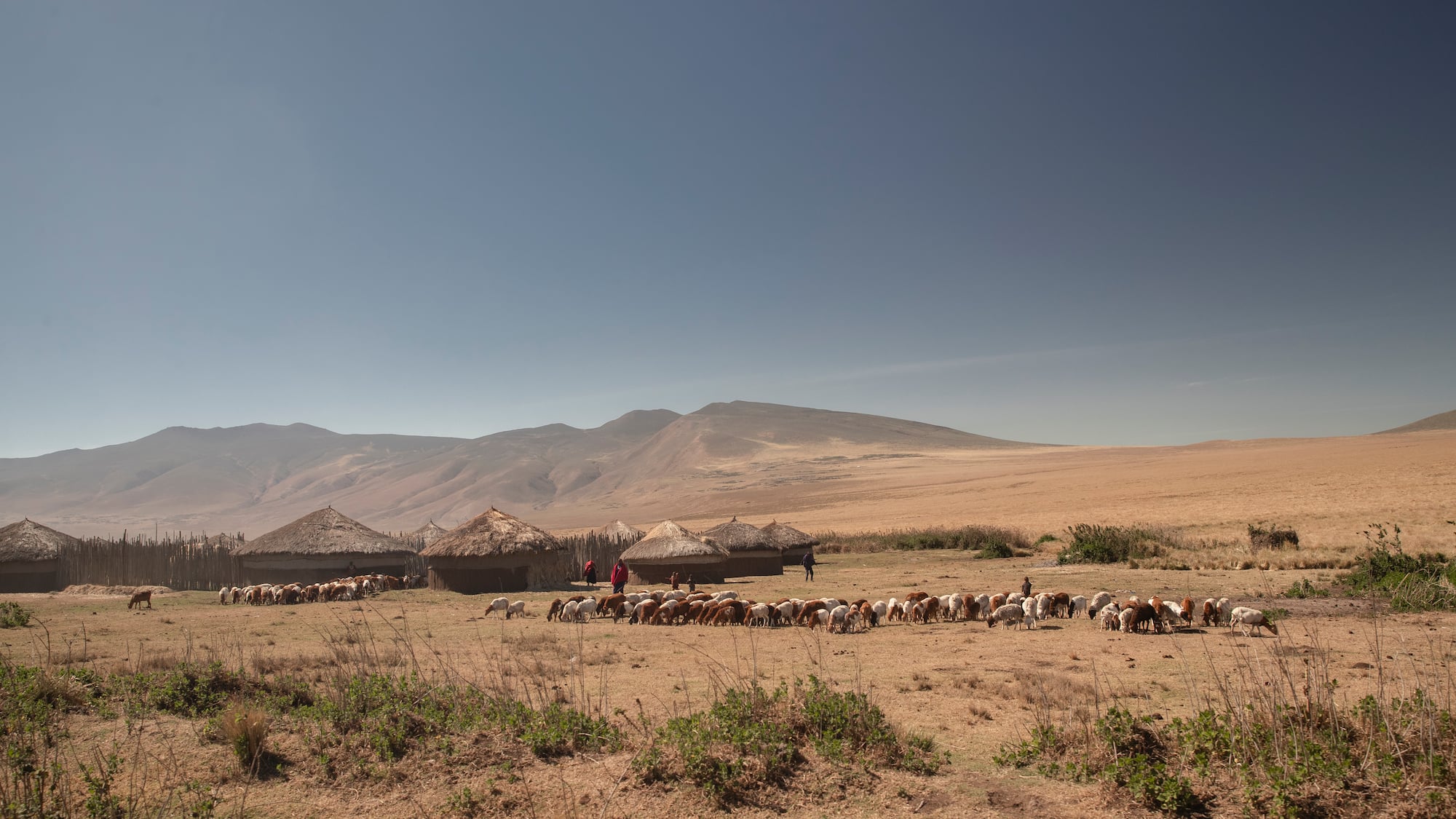 a herd of animals in a field