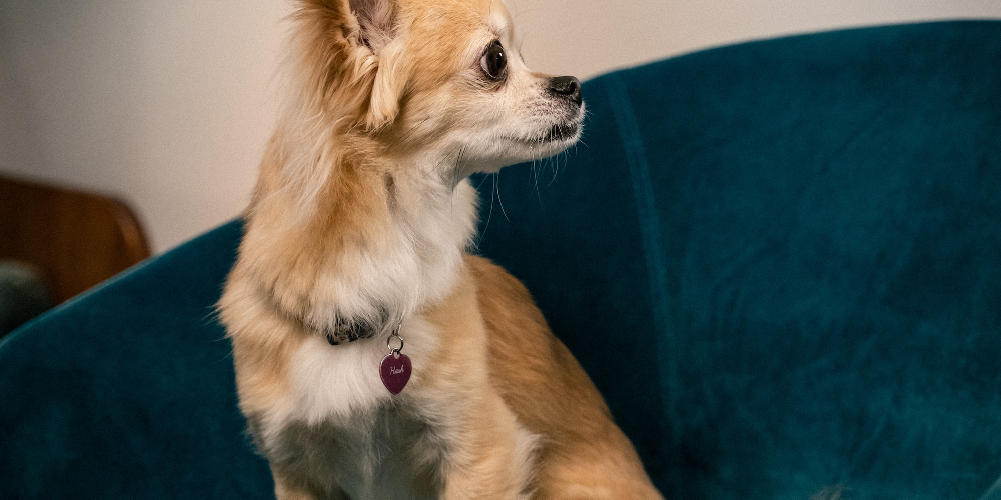 a dog sitting on a chair