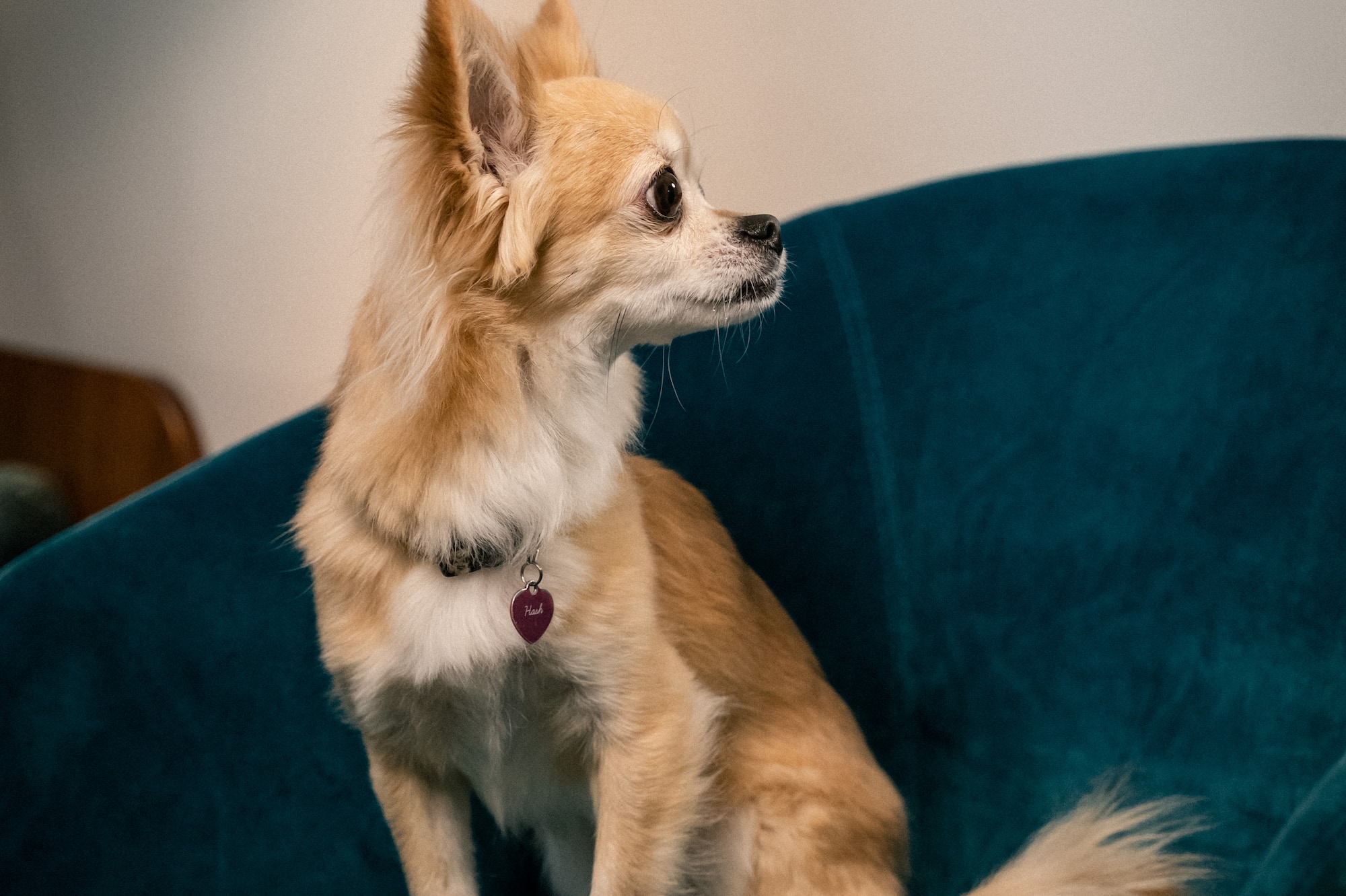 a dog sitting on a chair