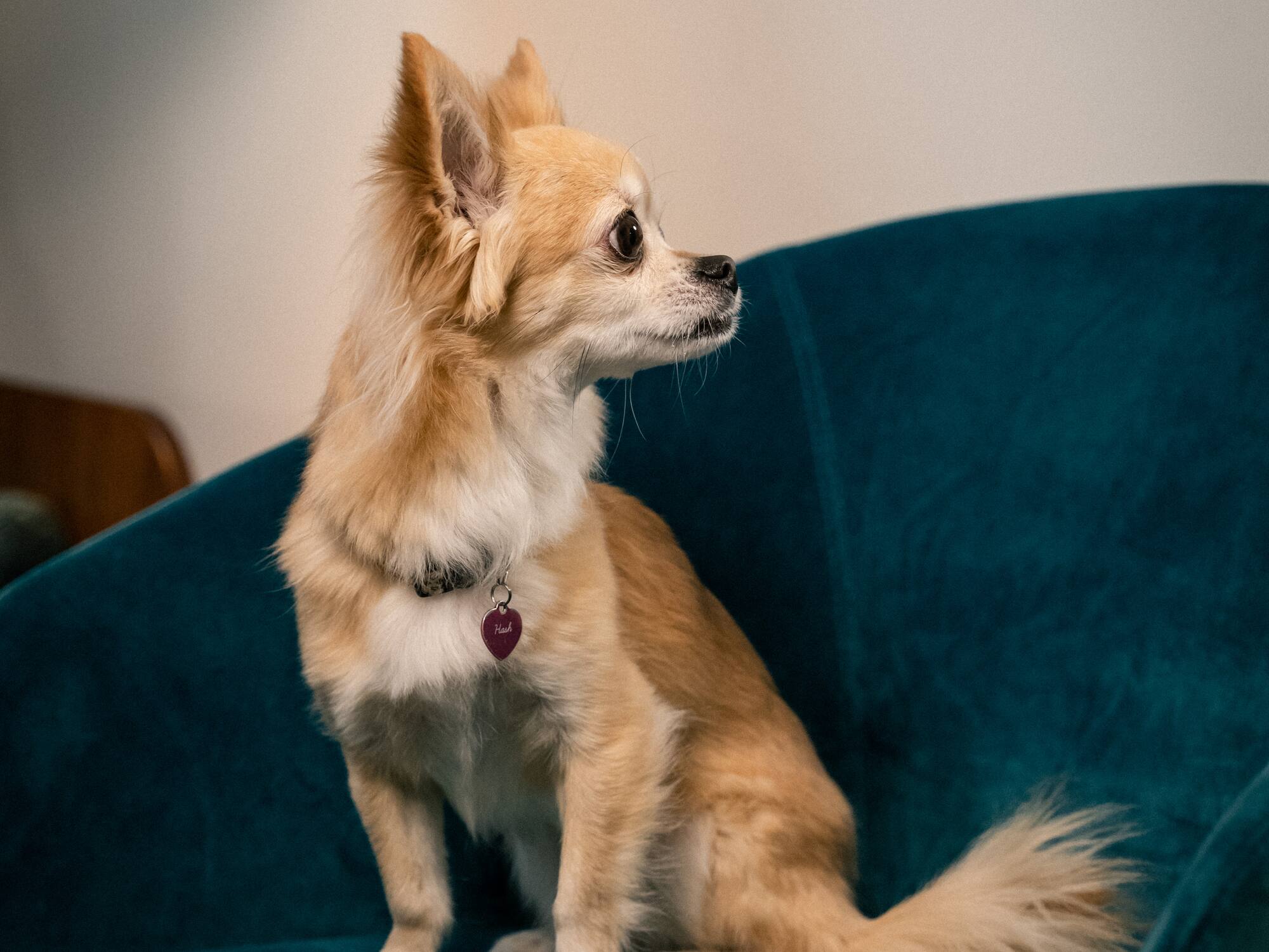 a dog sitting on a chair