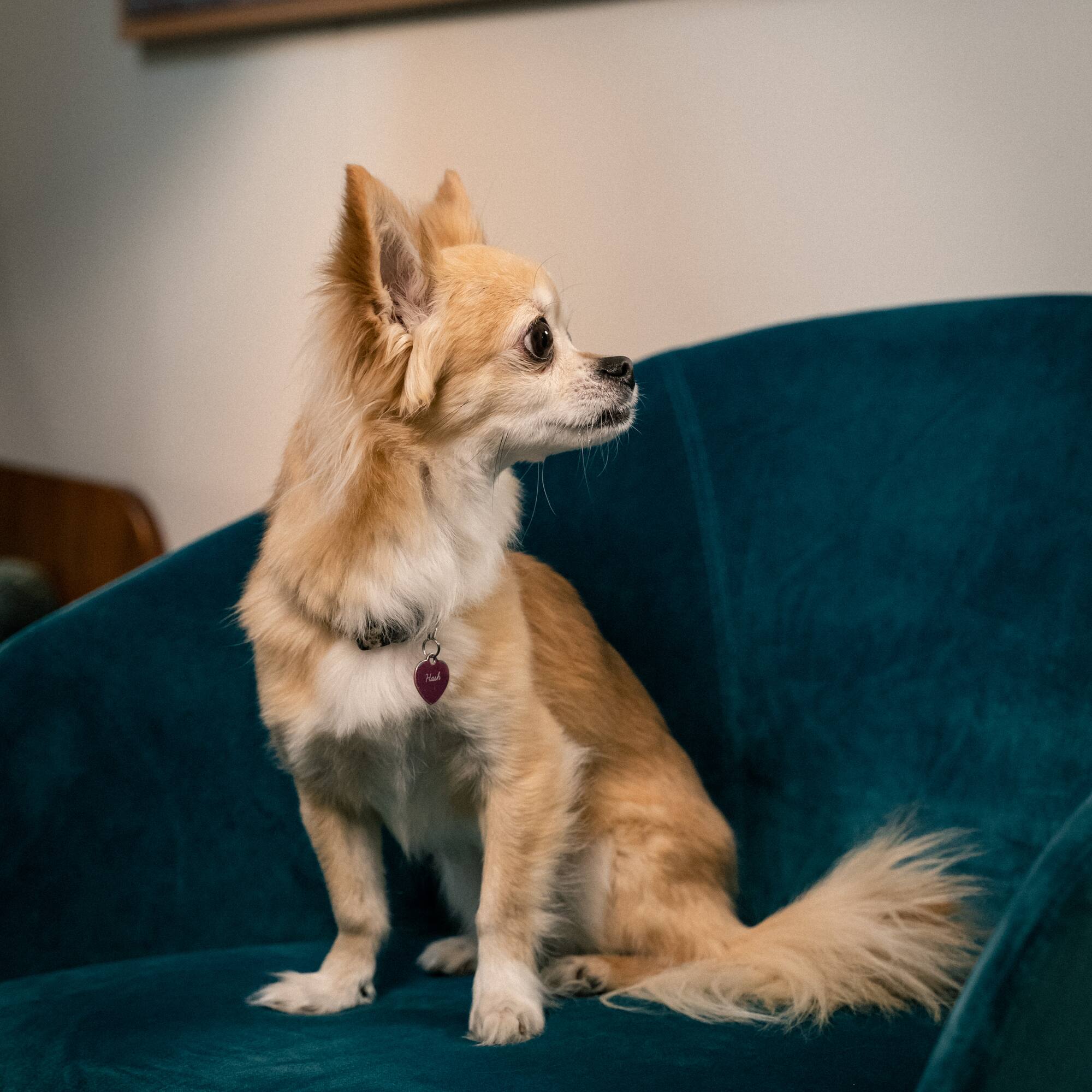 a dog sitting on a chair