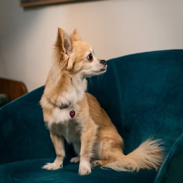 a dog sitting on a chair