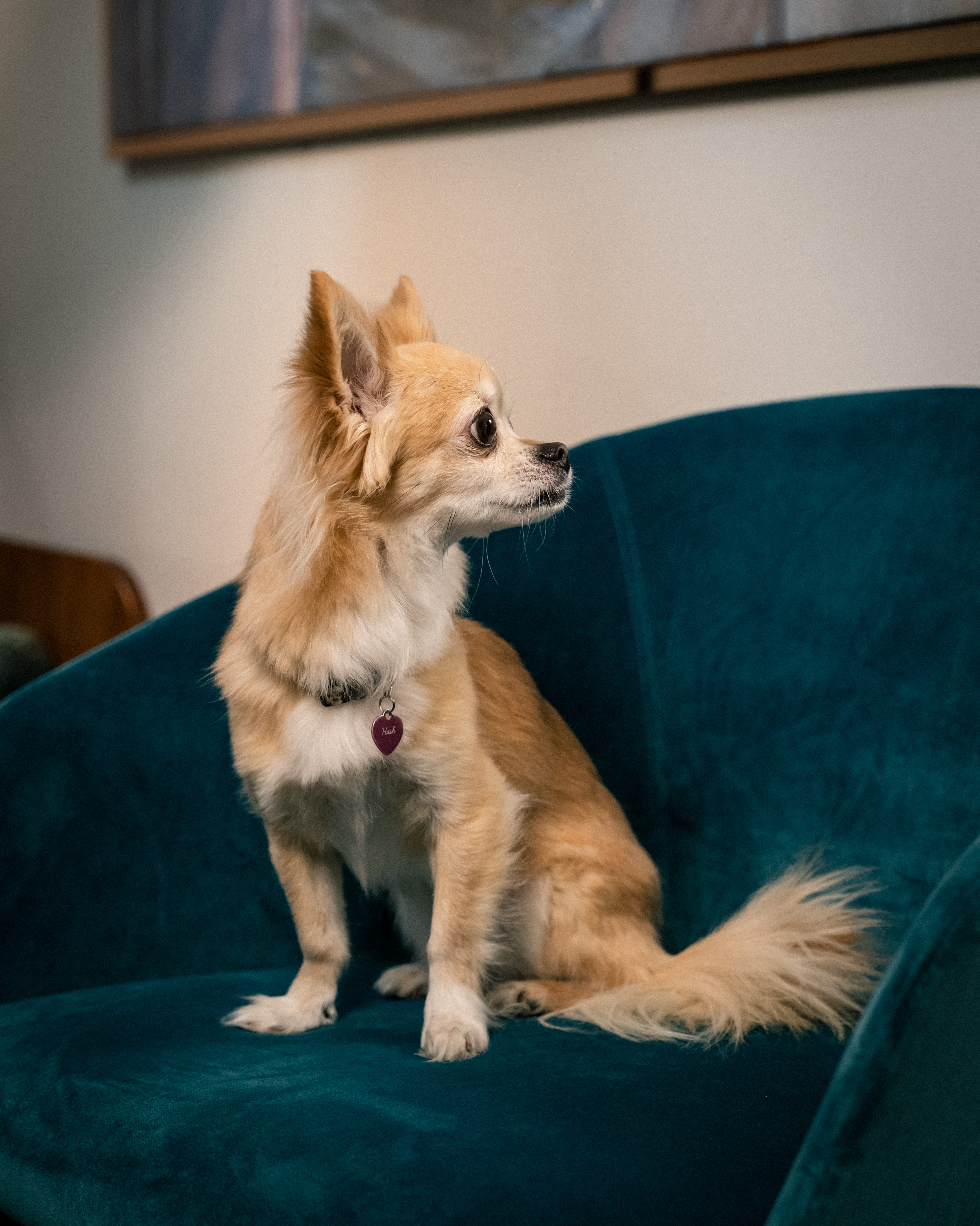 Long-haired Chihuahua dog sitting on a dark teal velvet couch.