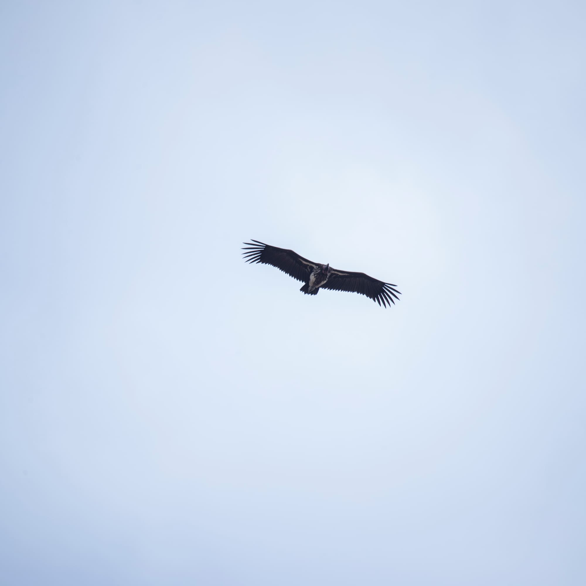 a bird flying in the sky
