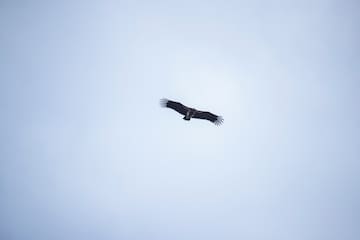 a bird flying in the sky