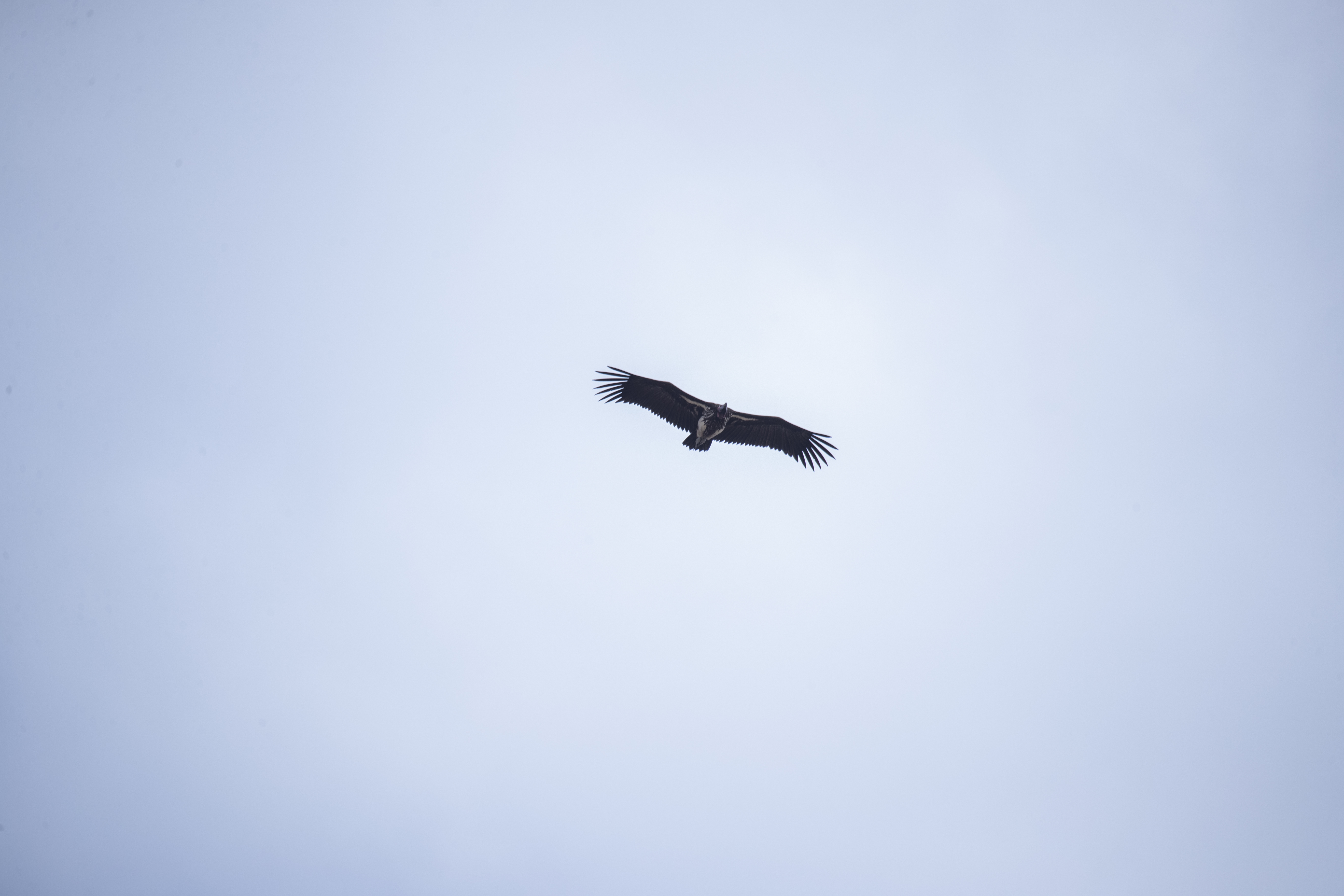 a bird flying in the sky