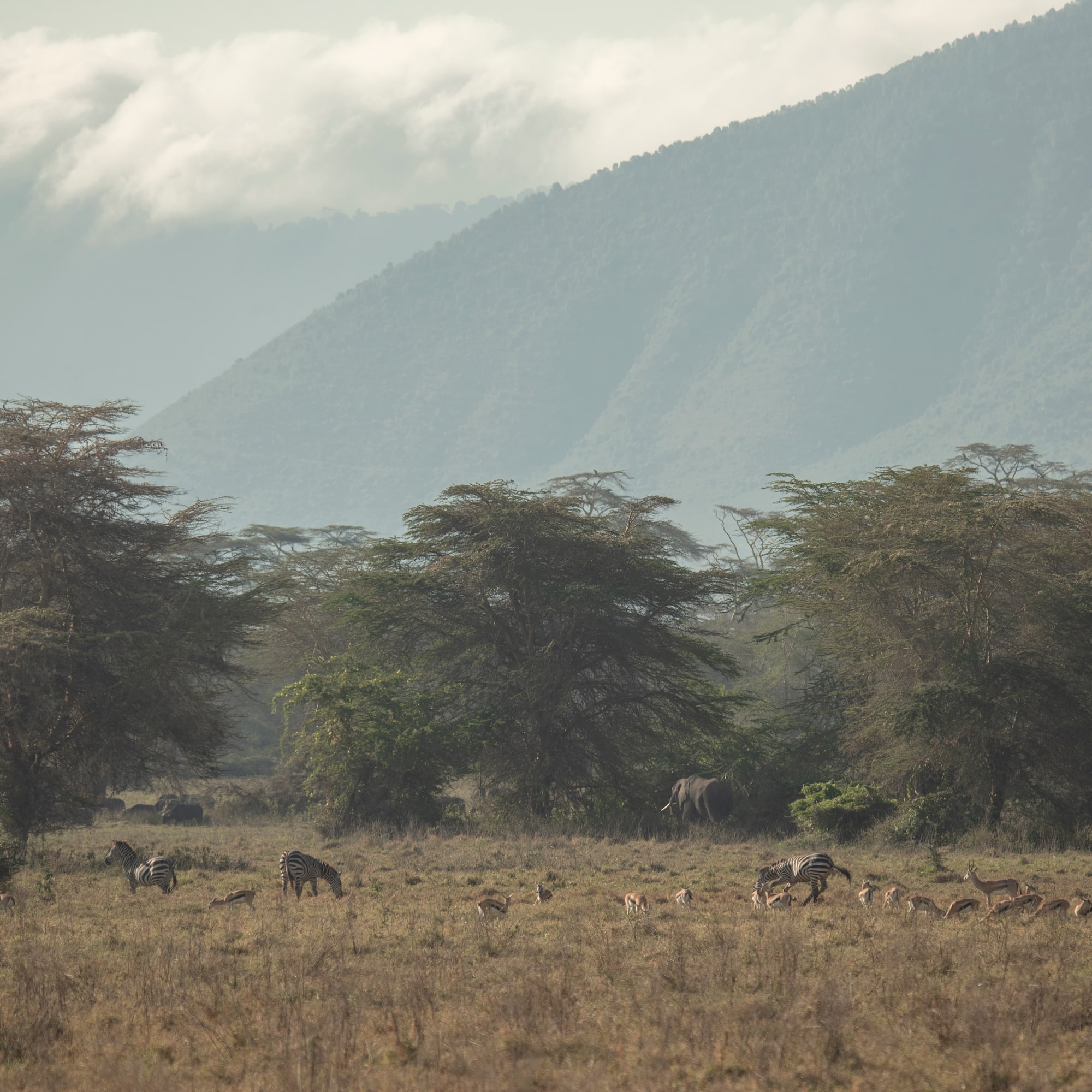 a group of animals in a field with trees and mountains in the background
