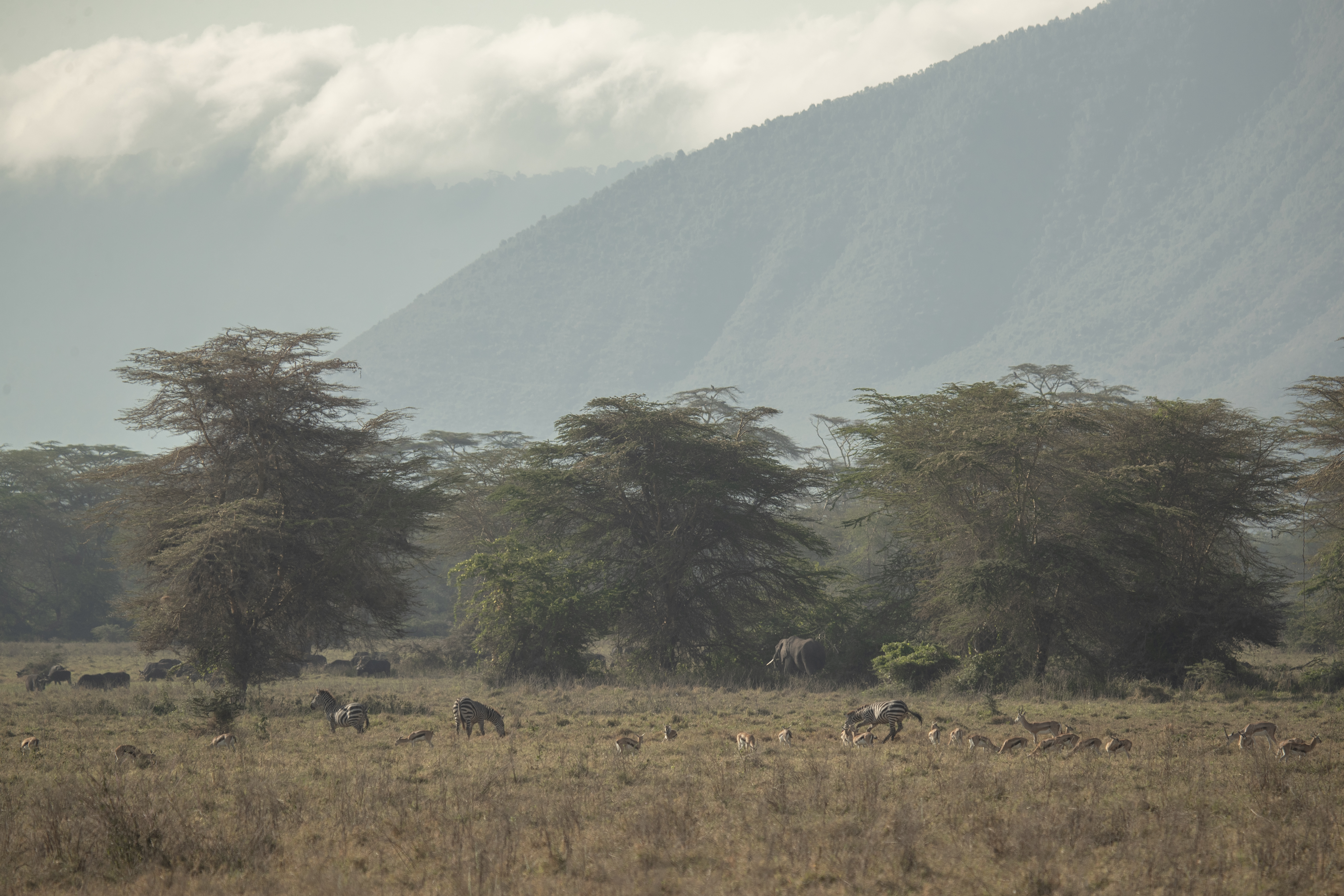 a group of animals in a field with trees and mountains in the background