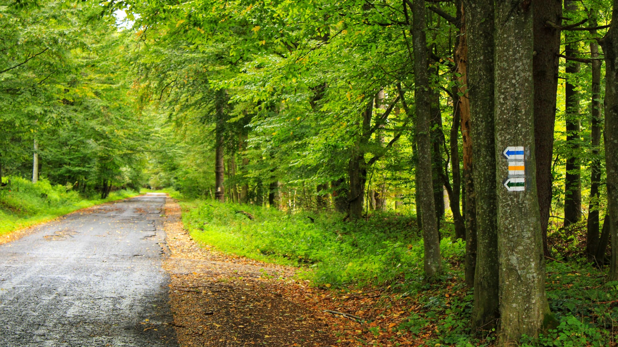 a road with trees and a sign on it