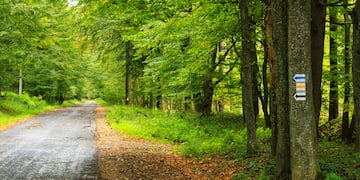 a road with trees and a sign on it
