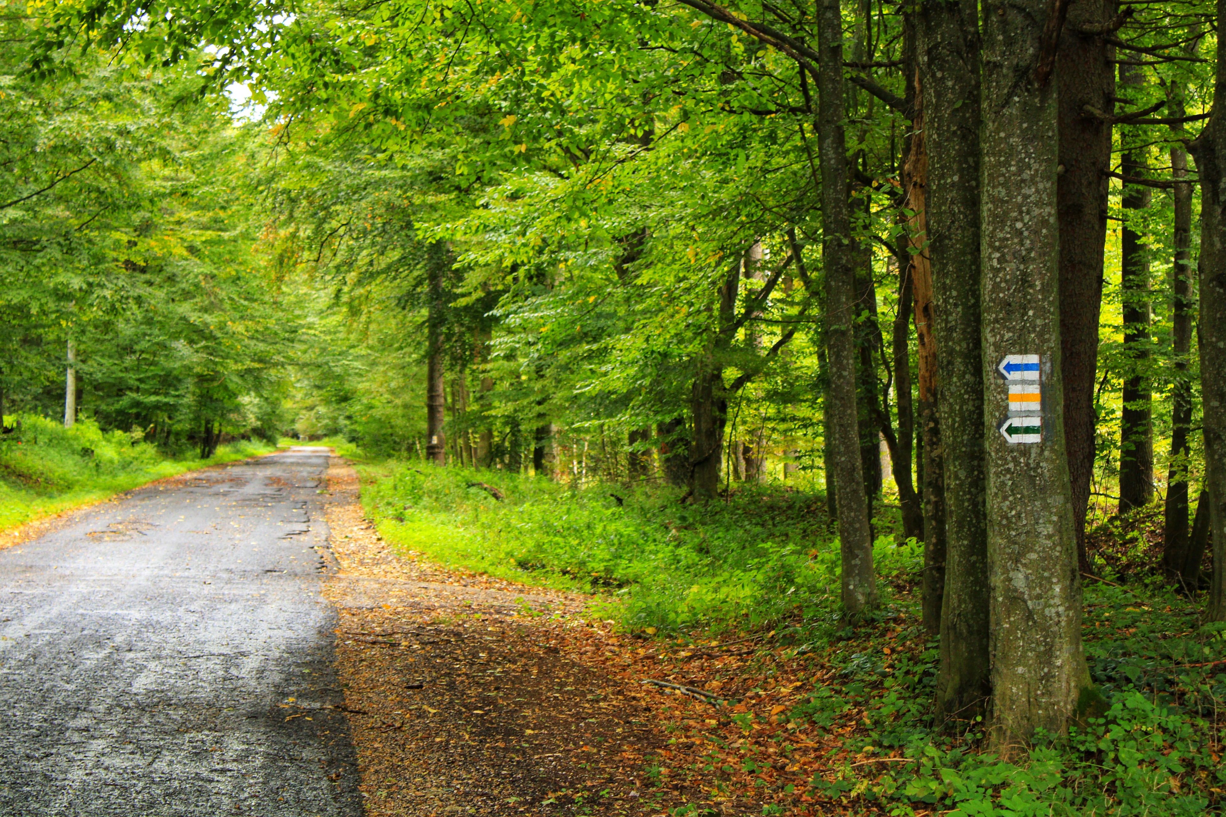 a road with trees and a sign on it