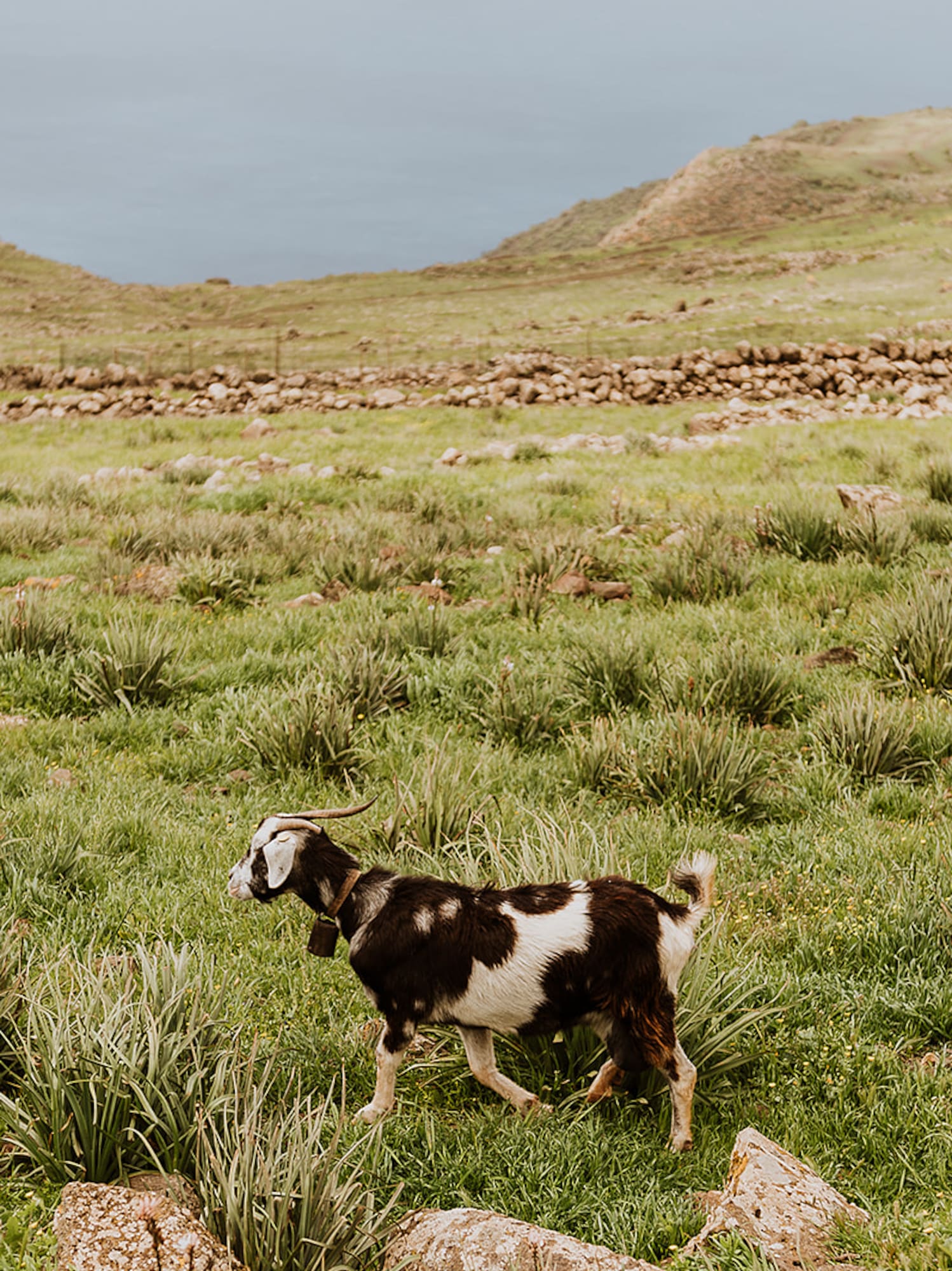 Spotted goat with bell walking across vibrant green, rocky hillside overlooking the sea.