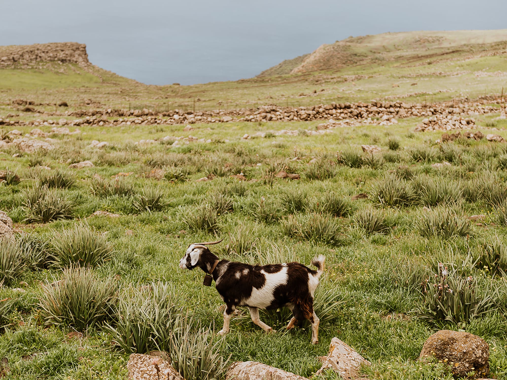Spotted goat with bell walking across vibrant green, rocky hillside overlooking the sea.