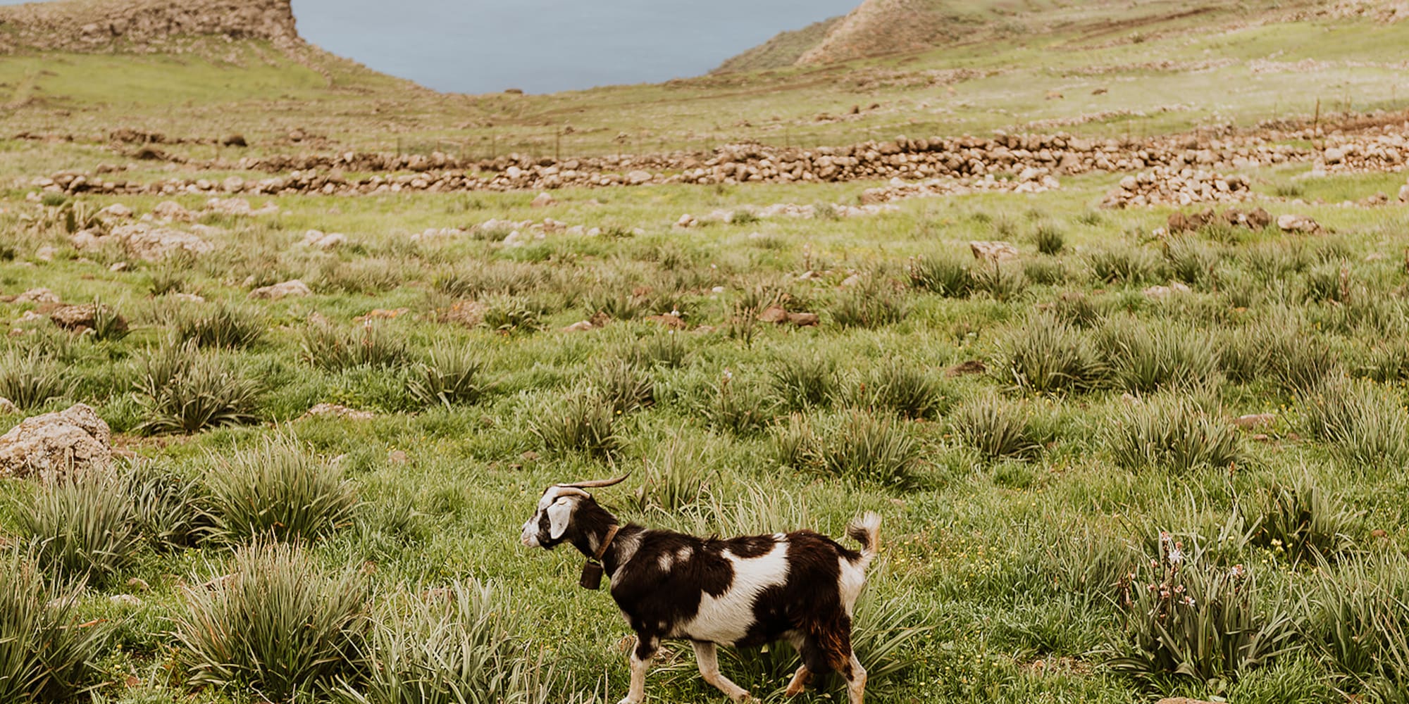 Spotted goat with bell walking across vibrant green, rocky hillside overlooking the sea.