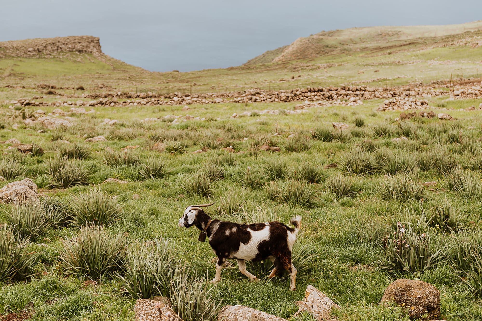 Spotted goat with bell walking across vibrant green, rocky hillside overlooking the sea.