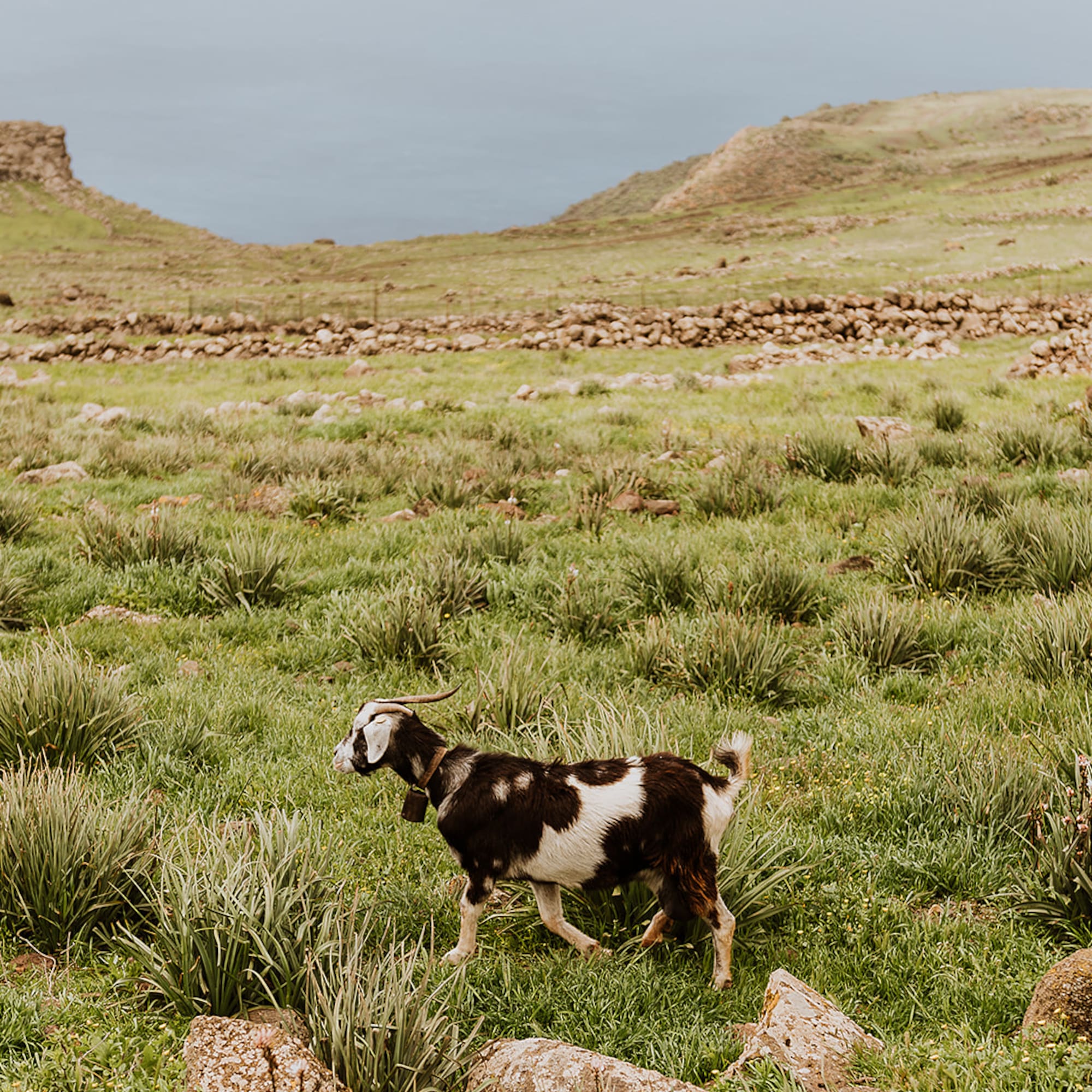 Spotted goat with bell walking across vibrant green, rocky hillside overlooking the sea.