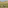 Spotted goat with bell walking across vibrant green, rocky hillside overlooking the sea.