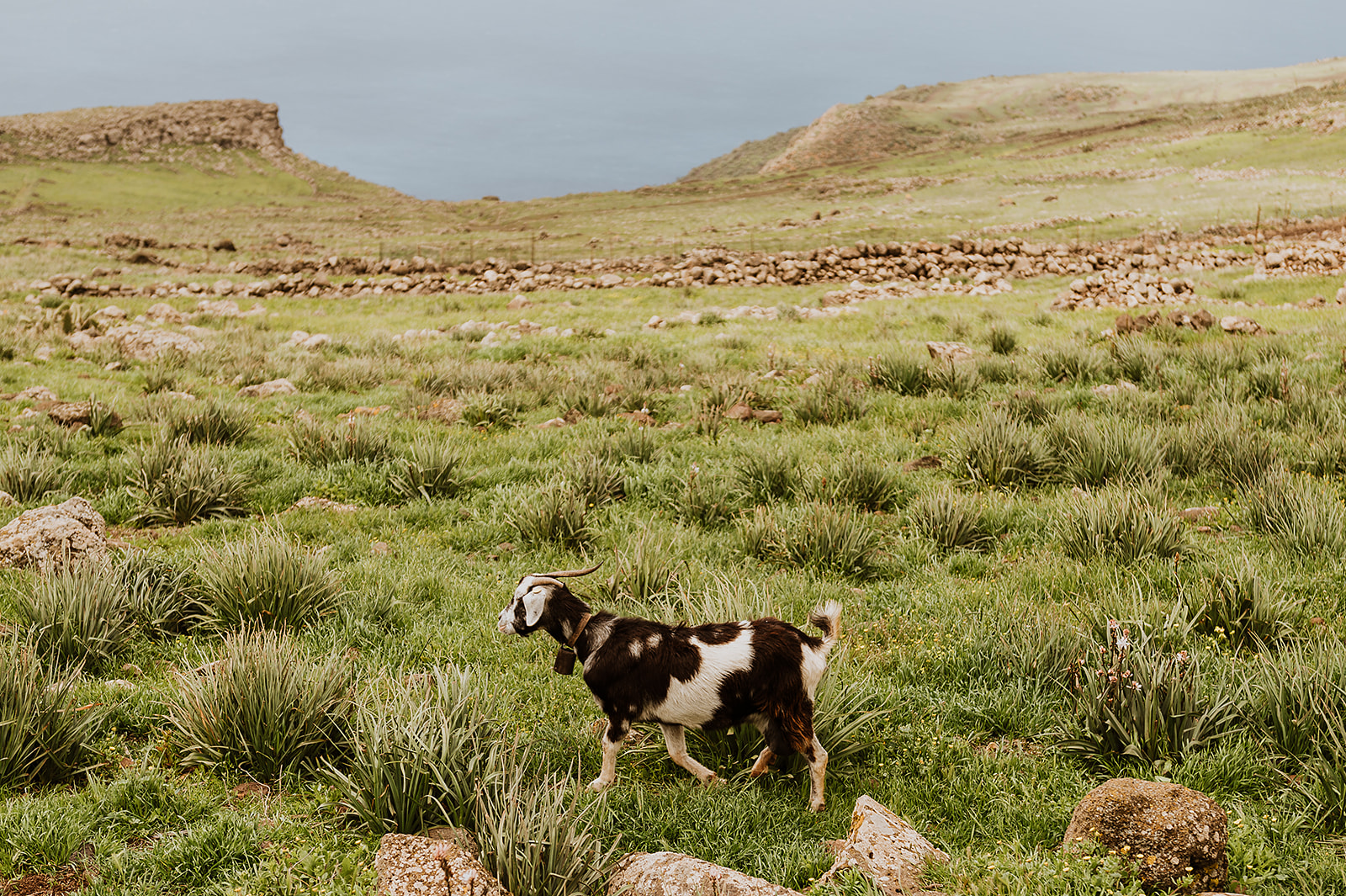 Spotted goat with bell walking across vibrant green, rocky hillside overlooking the sea.