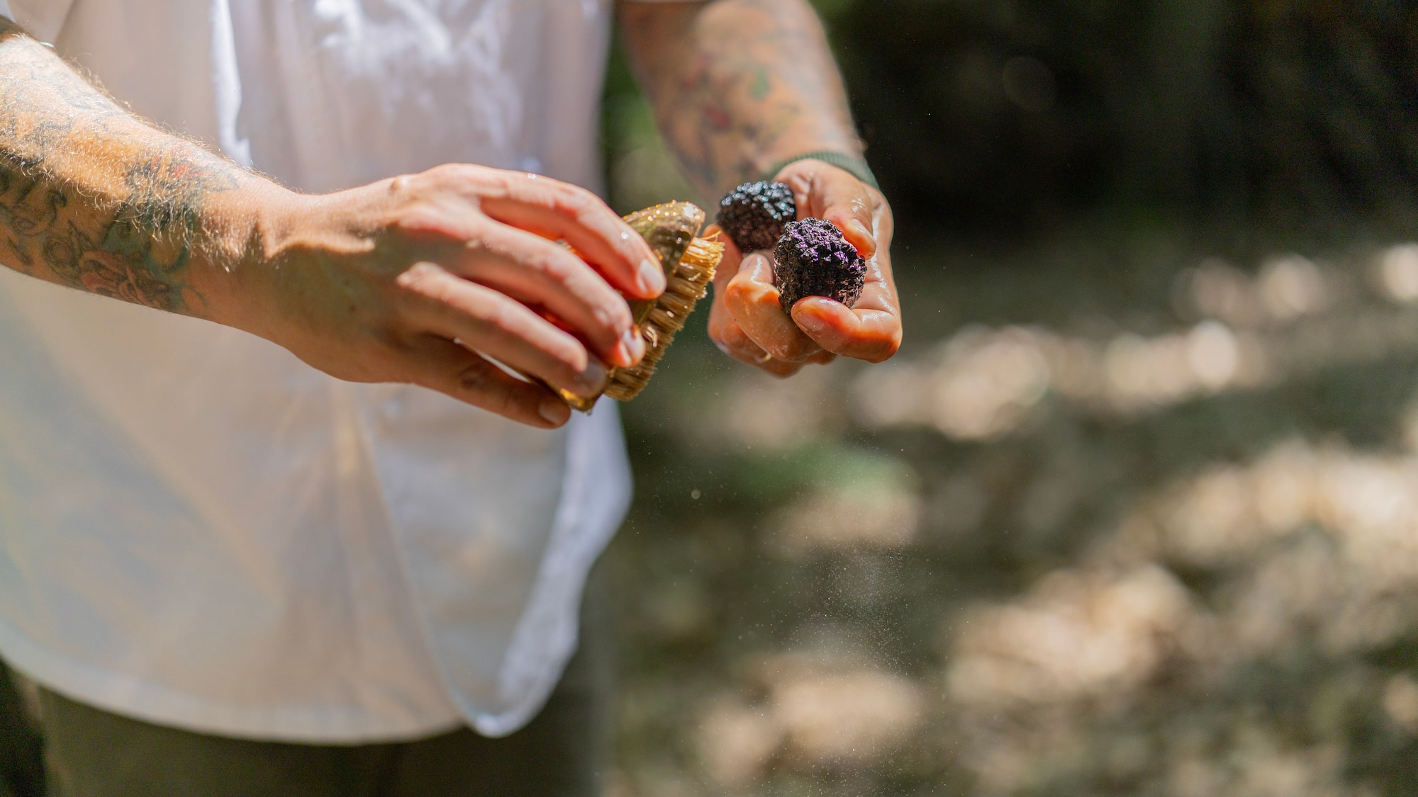 Chef's tattooed hands gently brushing fresh black truffles outdoors.