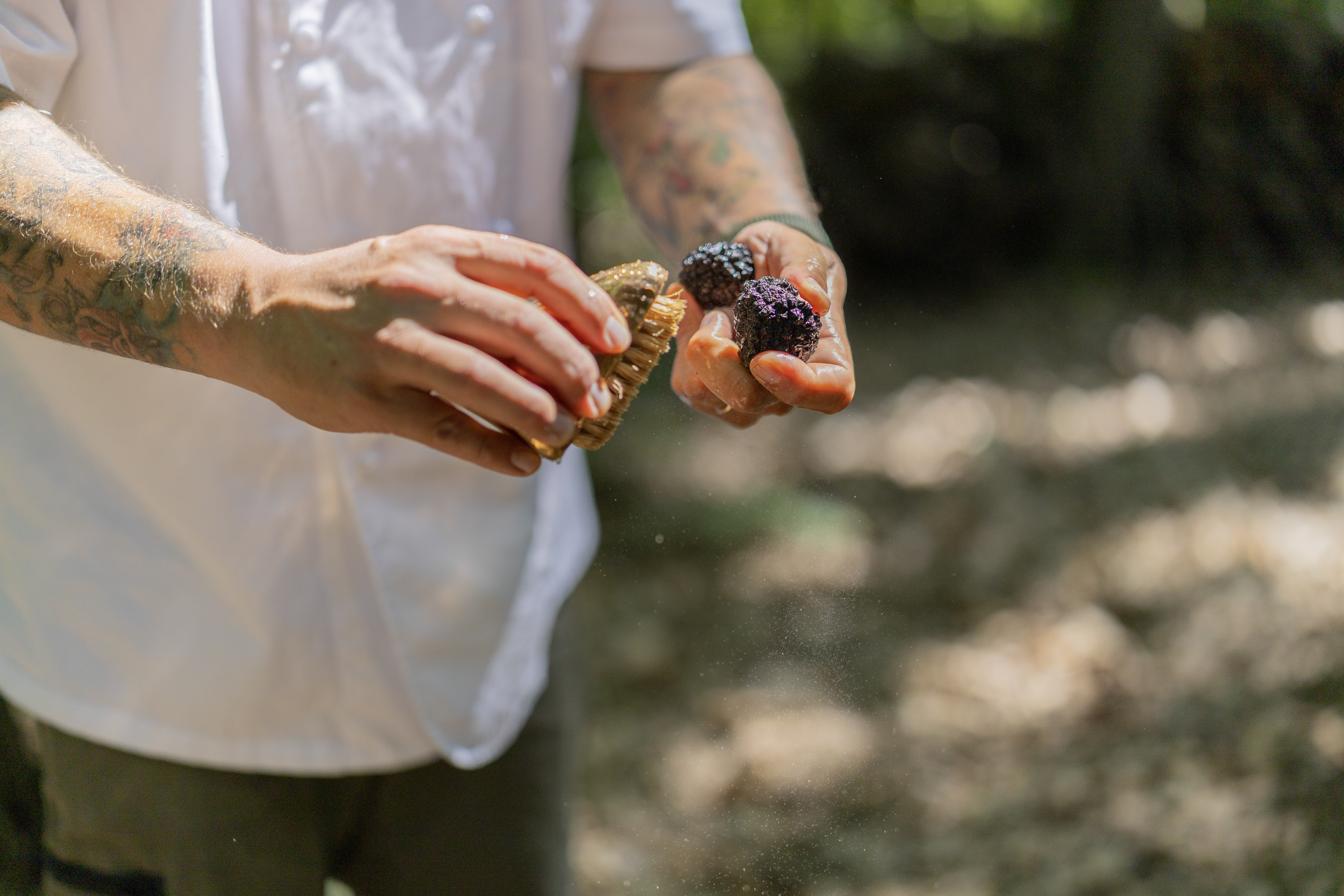 Chef's tattooed hands gently brushing fresh black truffles outdoors.
