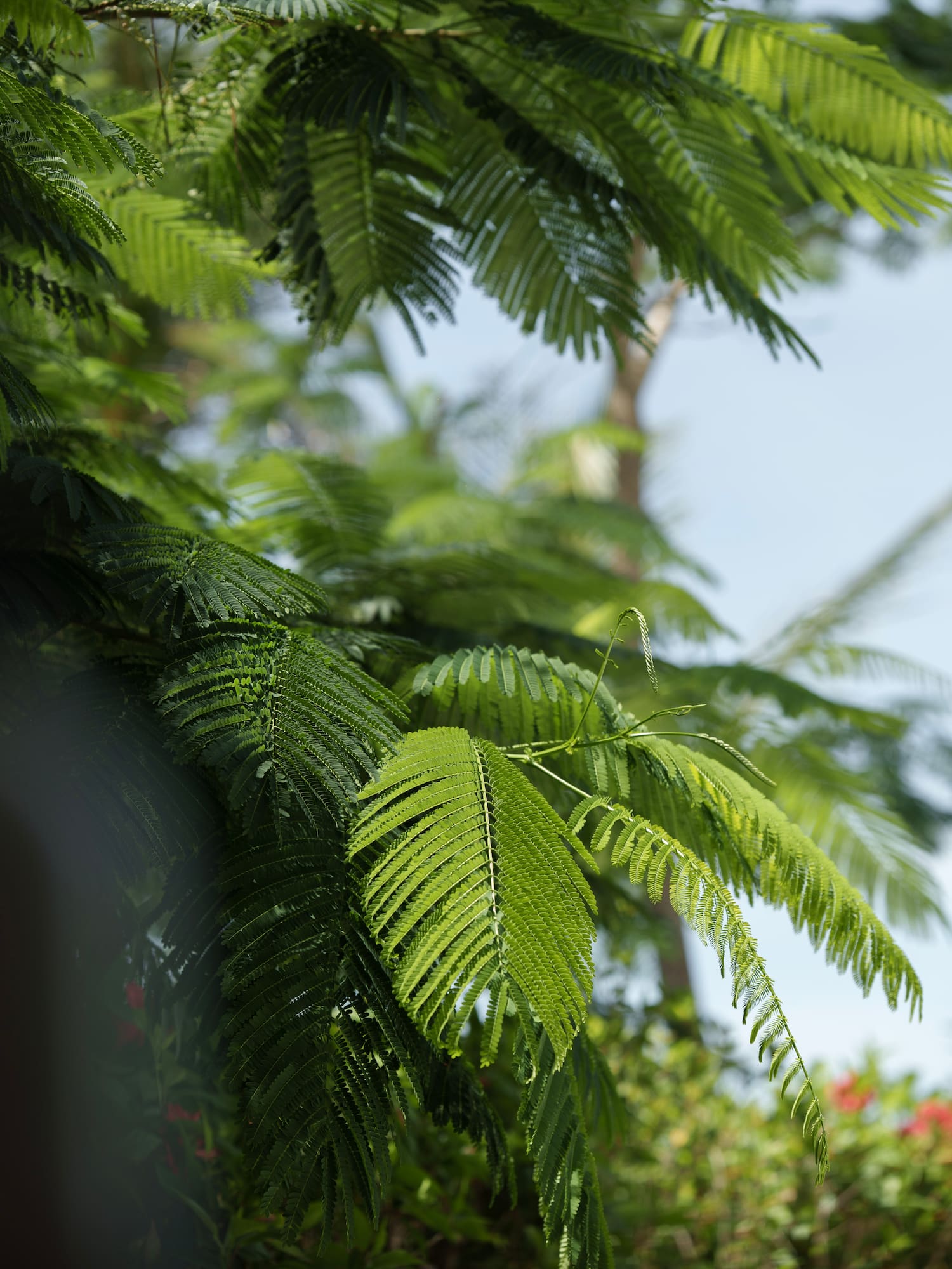 Hojas verdes pinnadas de árbol frondoso, naturaleza tropical.
