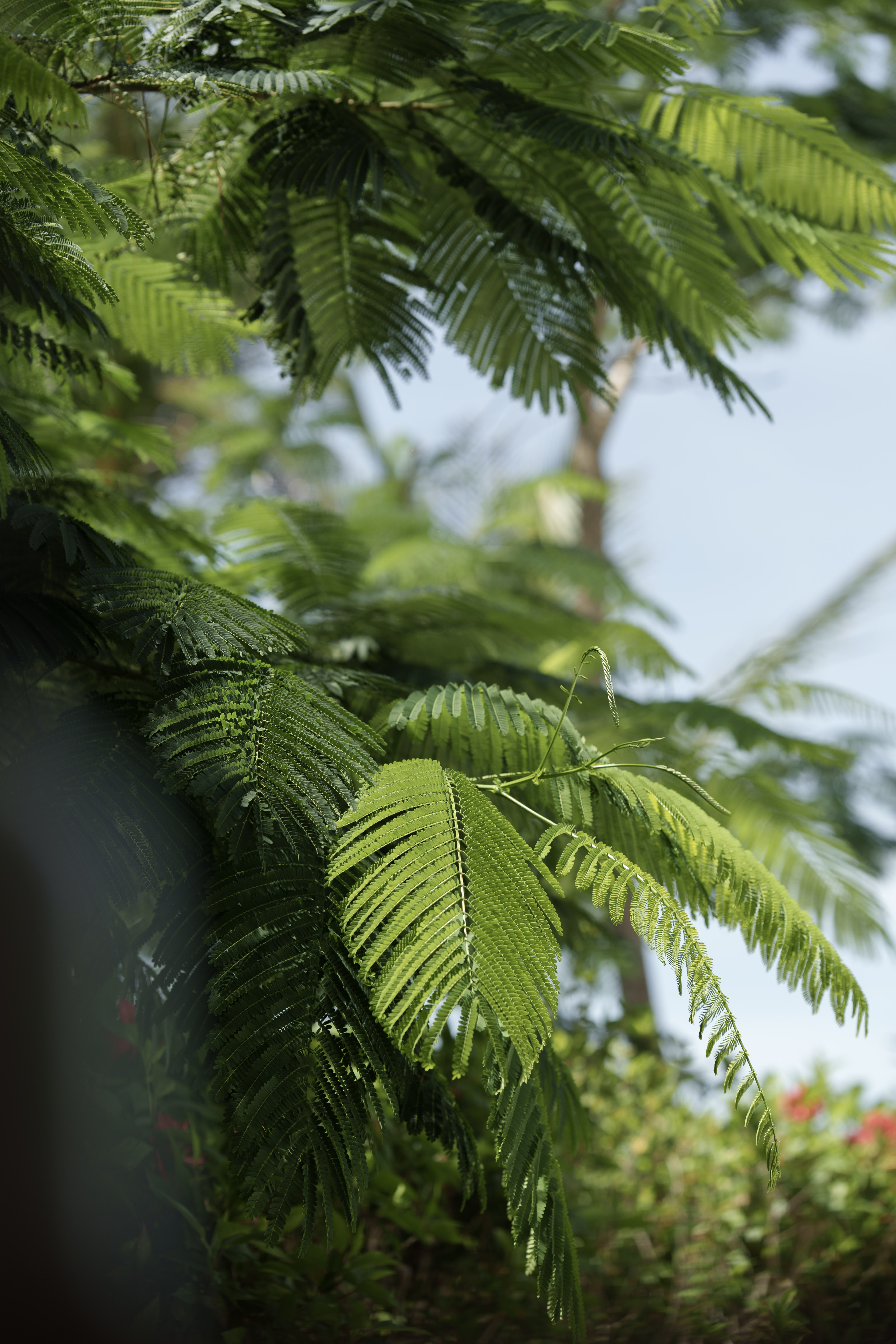 Hojas verdes pinnadas de árbol frondoso, naturaleza tropical.