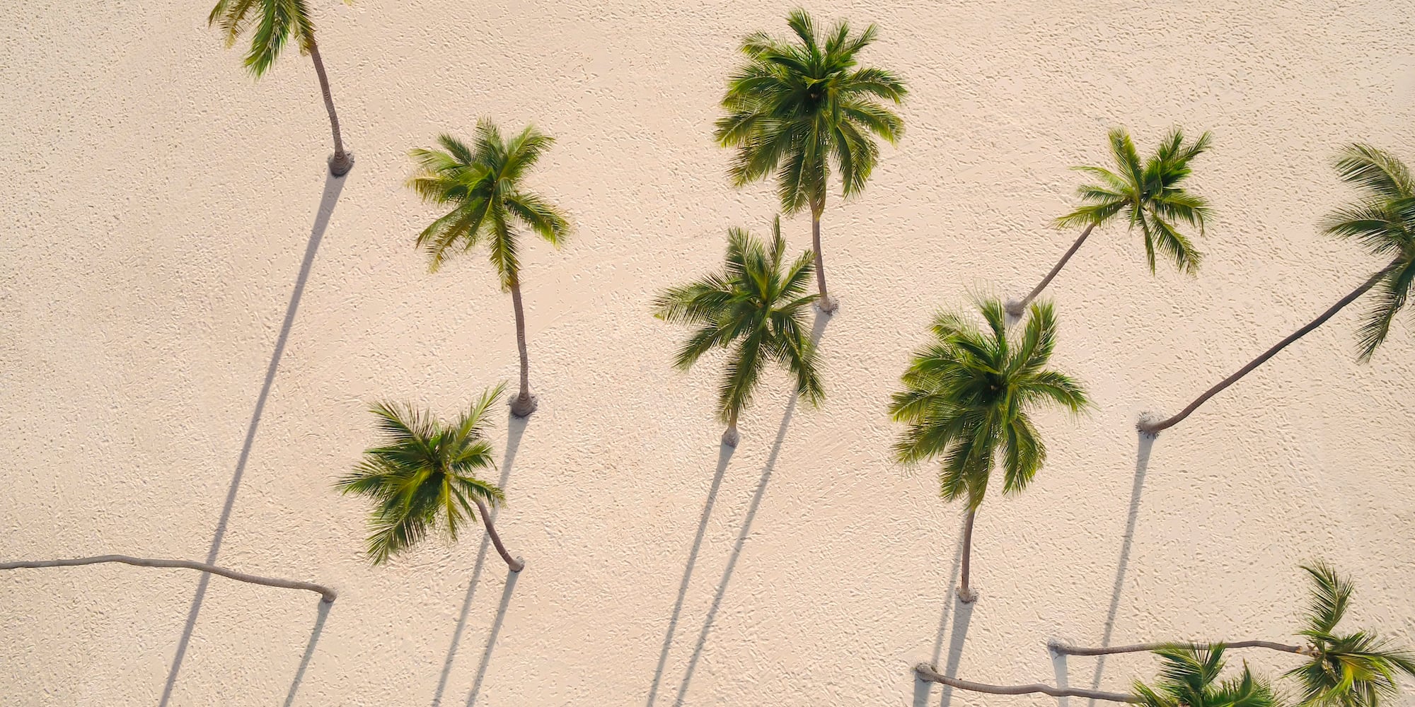 a group of palm trees on a beach