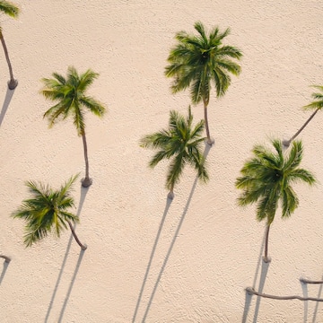 a group of palm trees on a beach