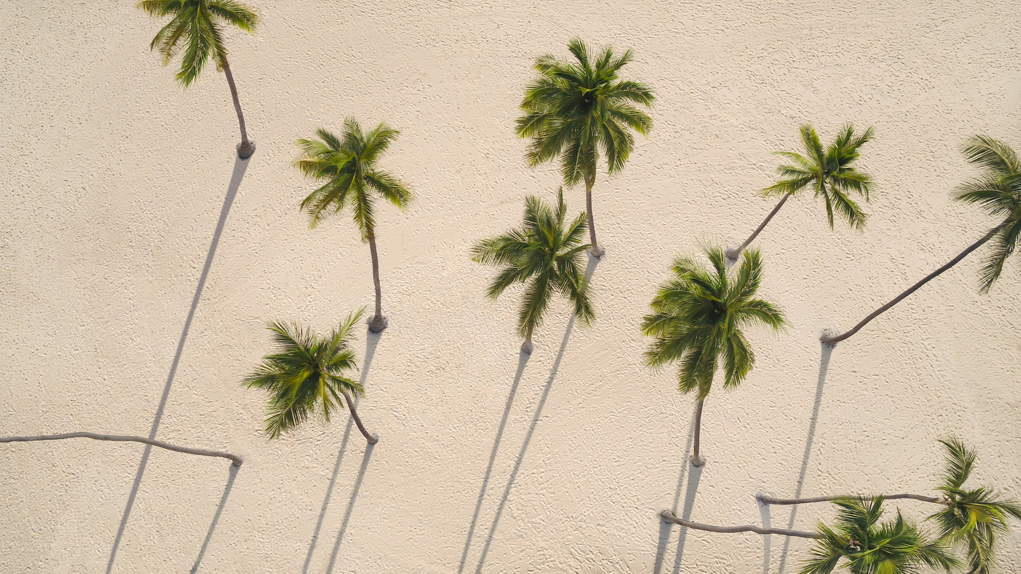 Aerial shot of tropical palm trees on sandy beach, long shadows.
