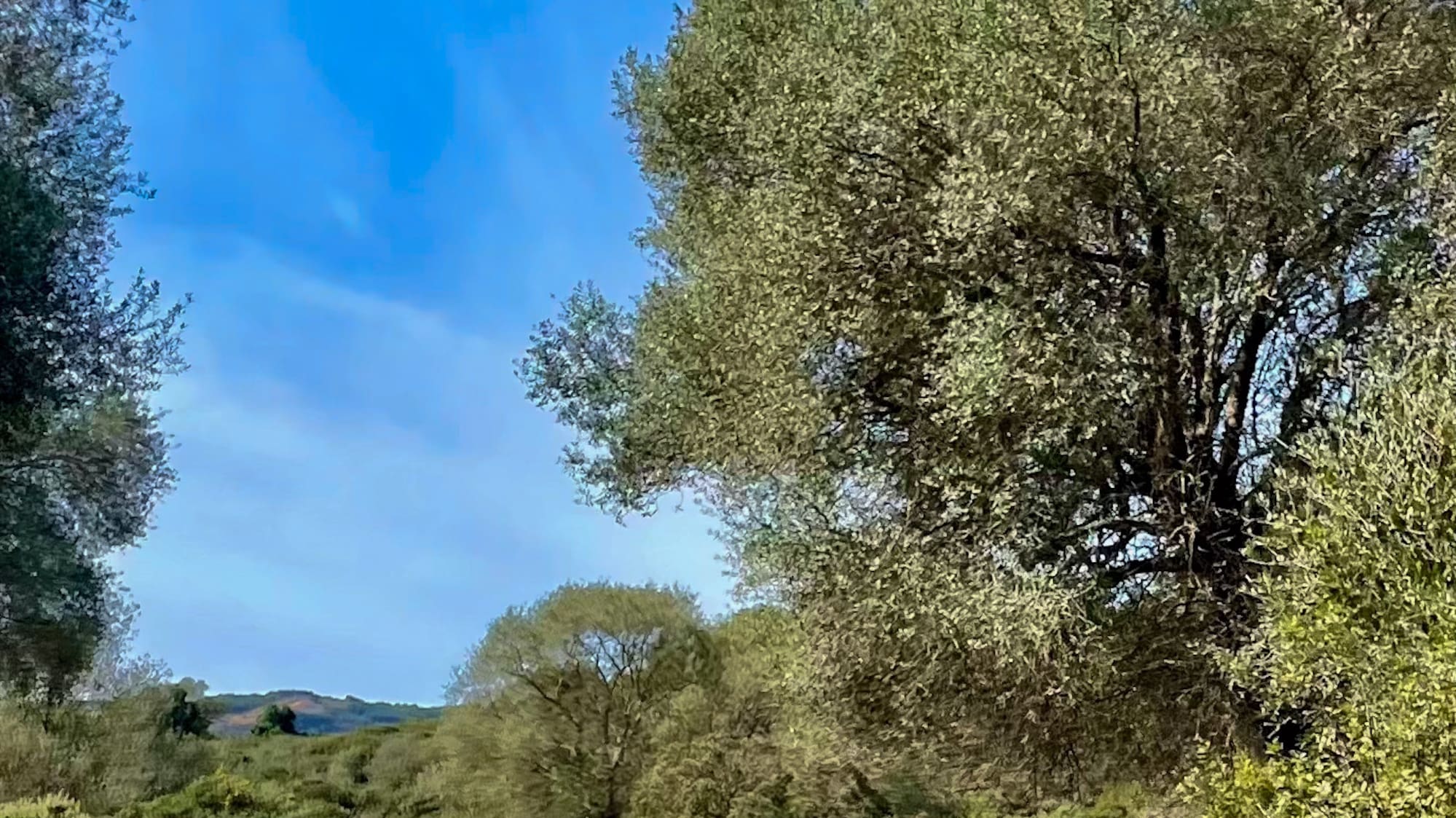 Three wild boars running on a dirt path in a sunny green forest.