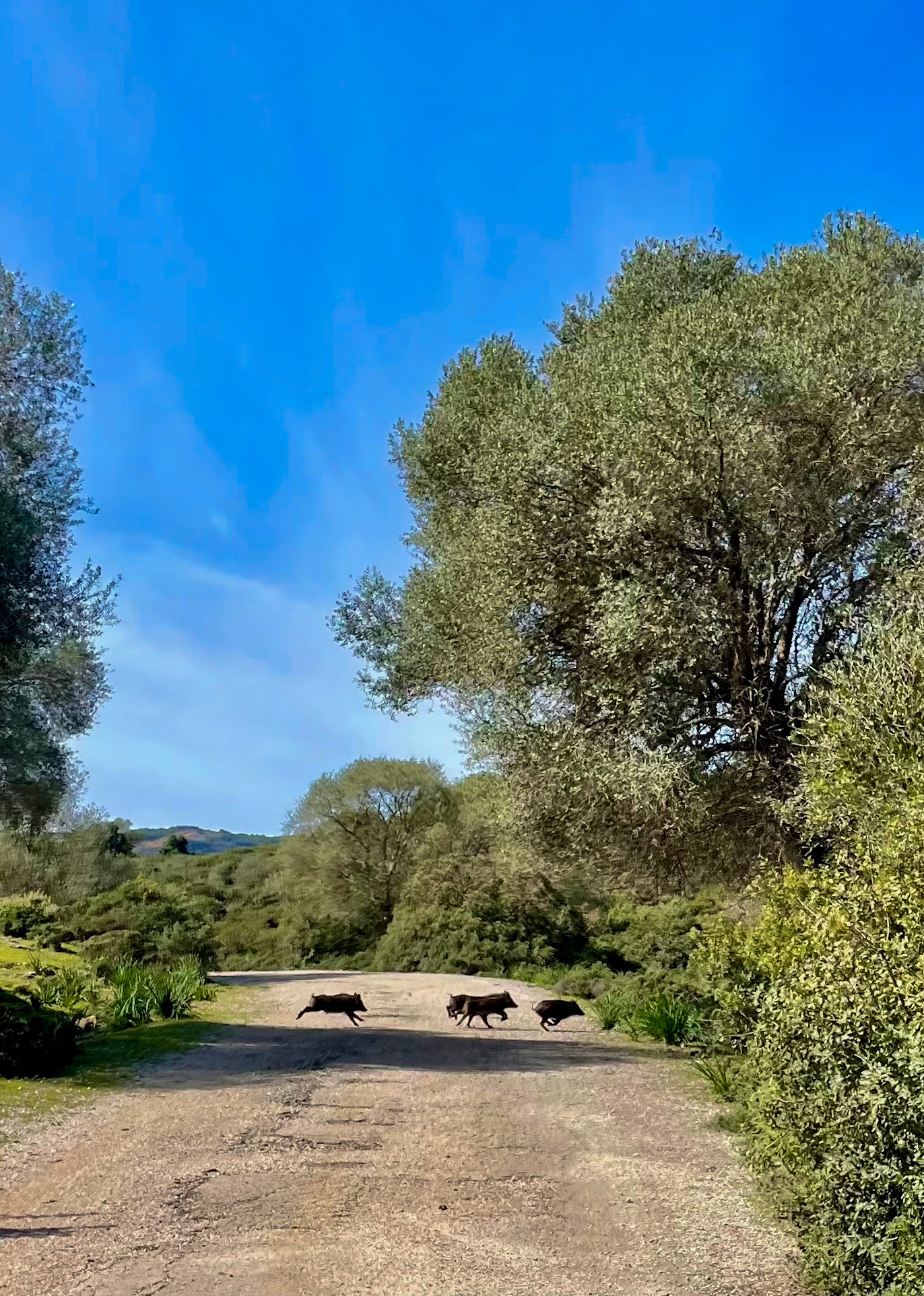 Three wild boars running on a dirt path in a sunny green forest.