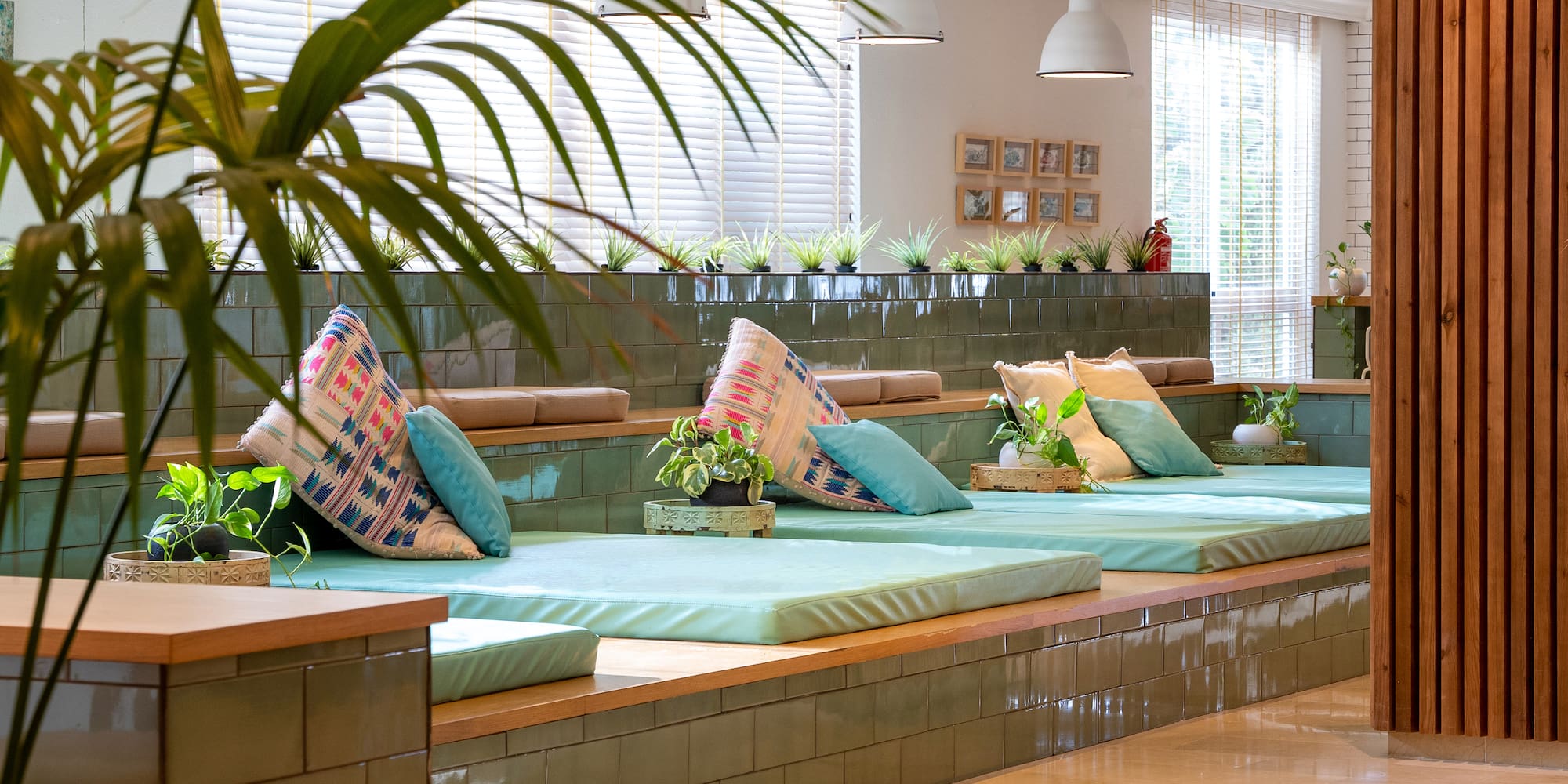 a room with a green plant and pillows