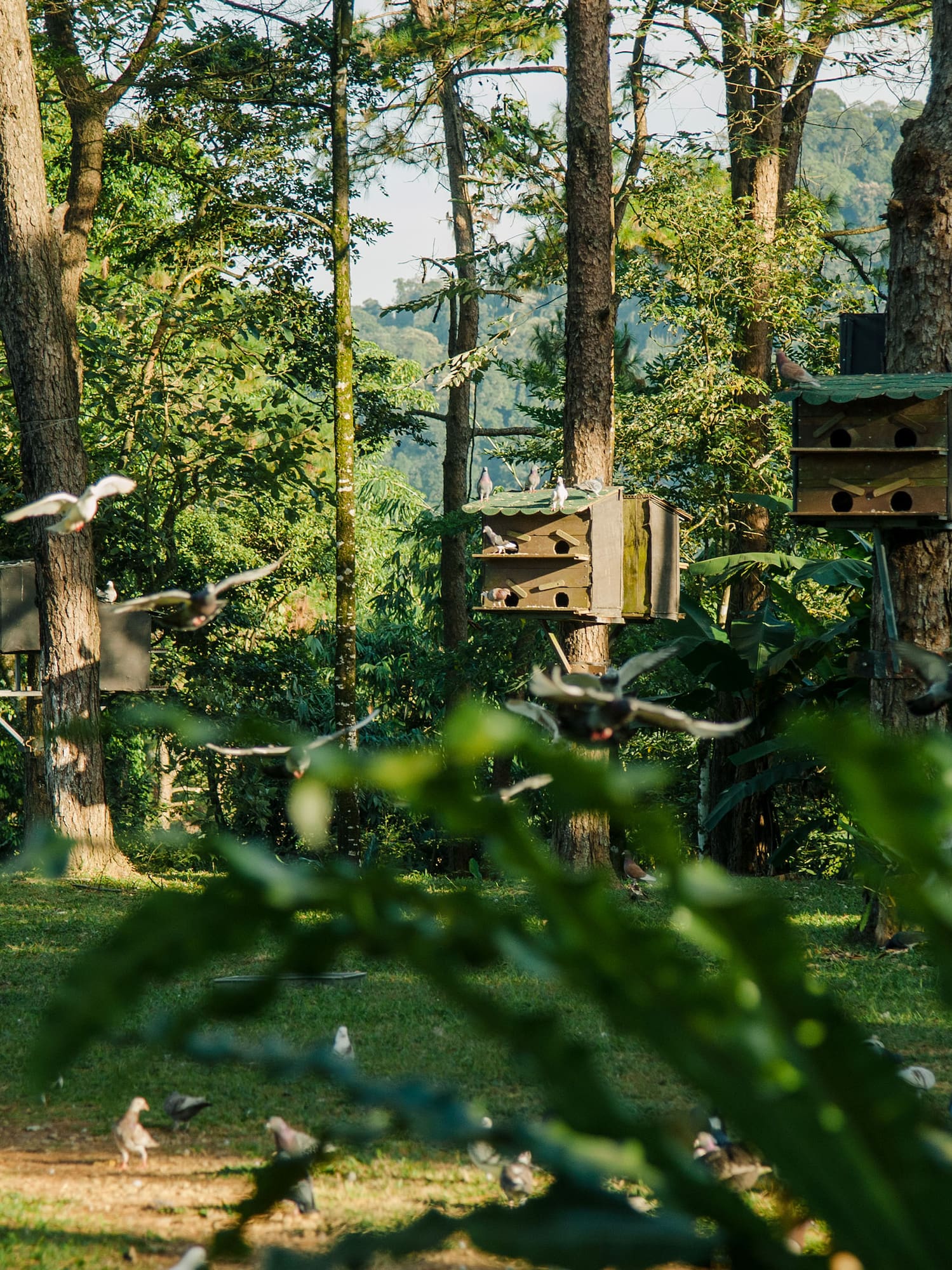 birds flying in a forest