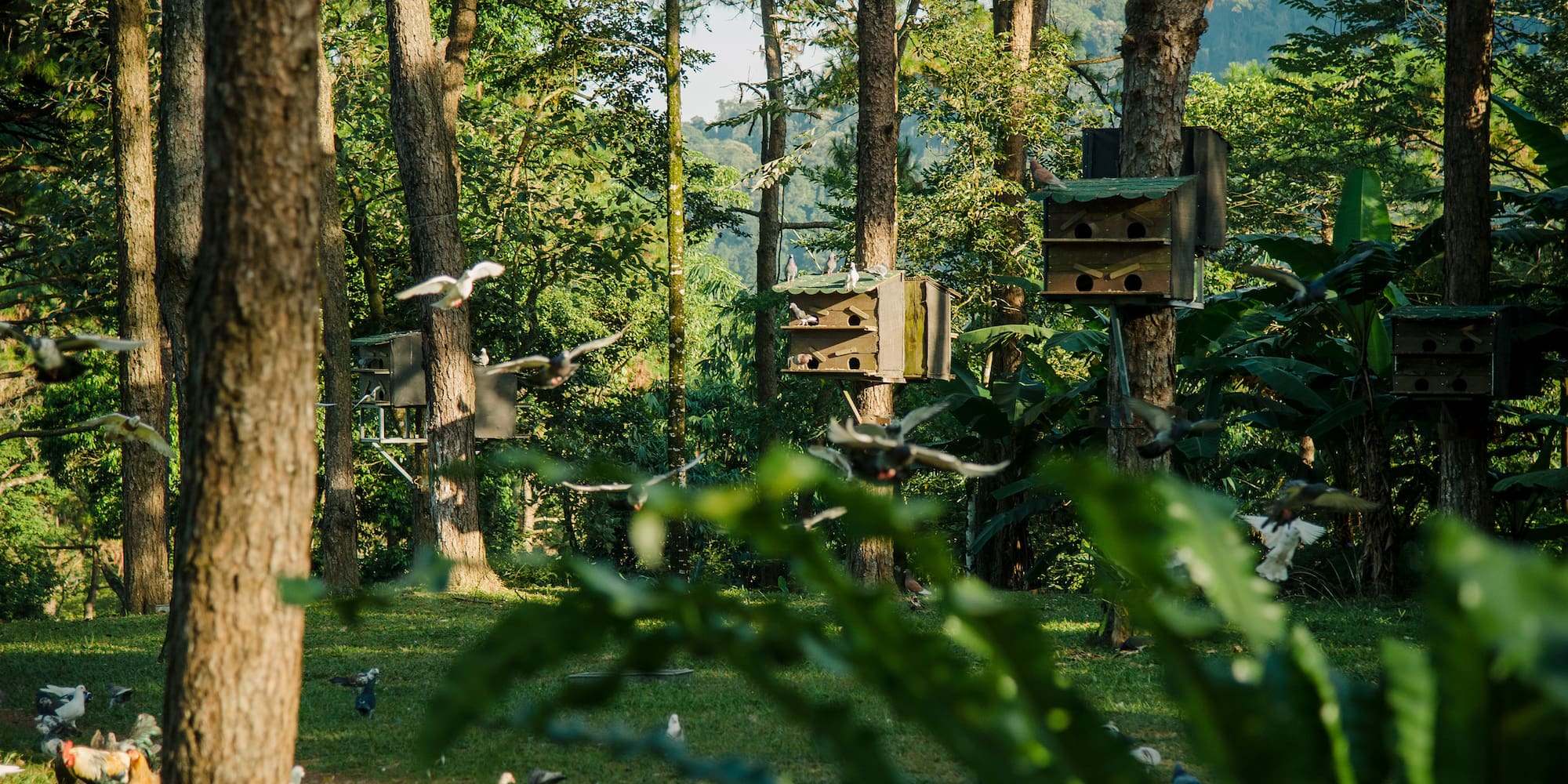 birds flying in a forest