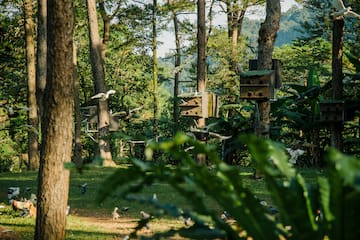 birds flying in a forest